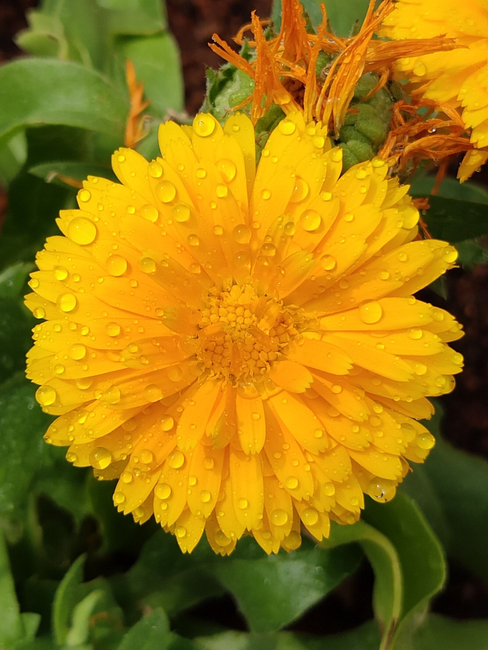 Xiaomi Redmi Note 7 Pro sample photo. Yellow flower, flower, yellow photography