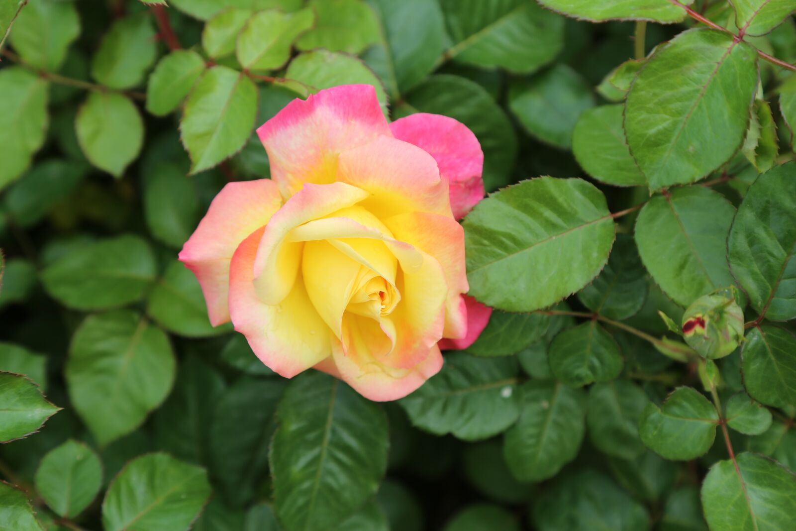 Canon EOS 5D Mark III sample photo. Rose, spring, nature photography