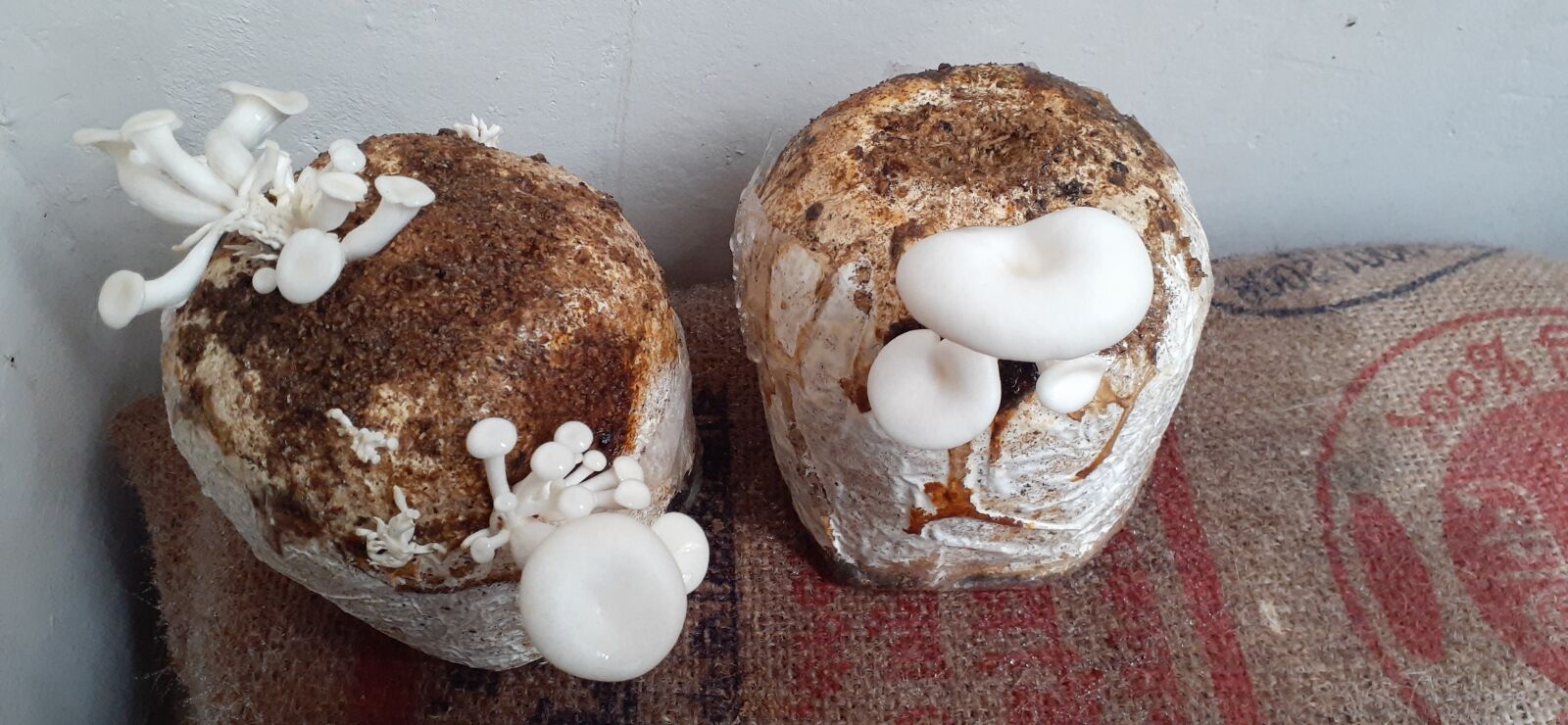 Samsung Galaxy A20 sample photo. Oyster, mushroom, home made photography
