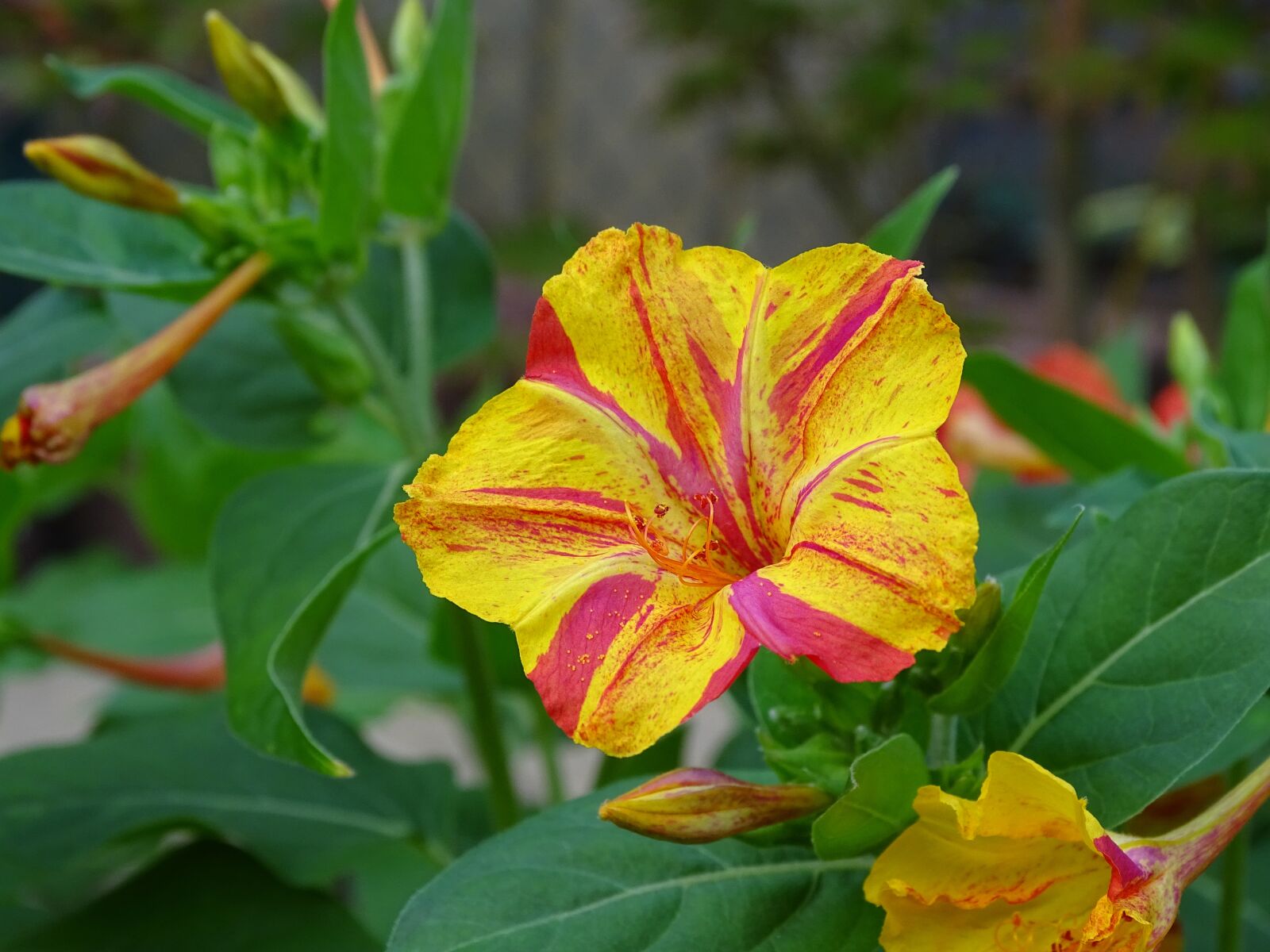 Sony Cyber-shot DSC-HX400V sample photo. Sand, mirabilis jalapa, yellow photography