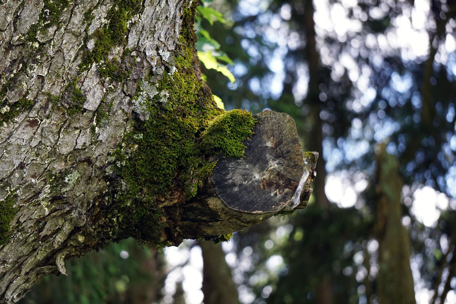 Sony E 55-210mm F4.5-6.3 OSS sample photo. Forest, illusion, tree photography