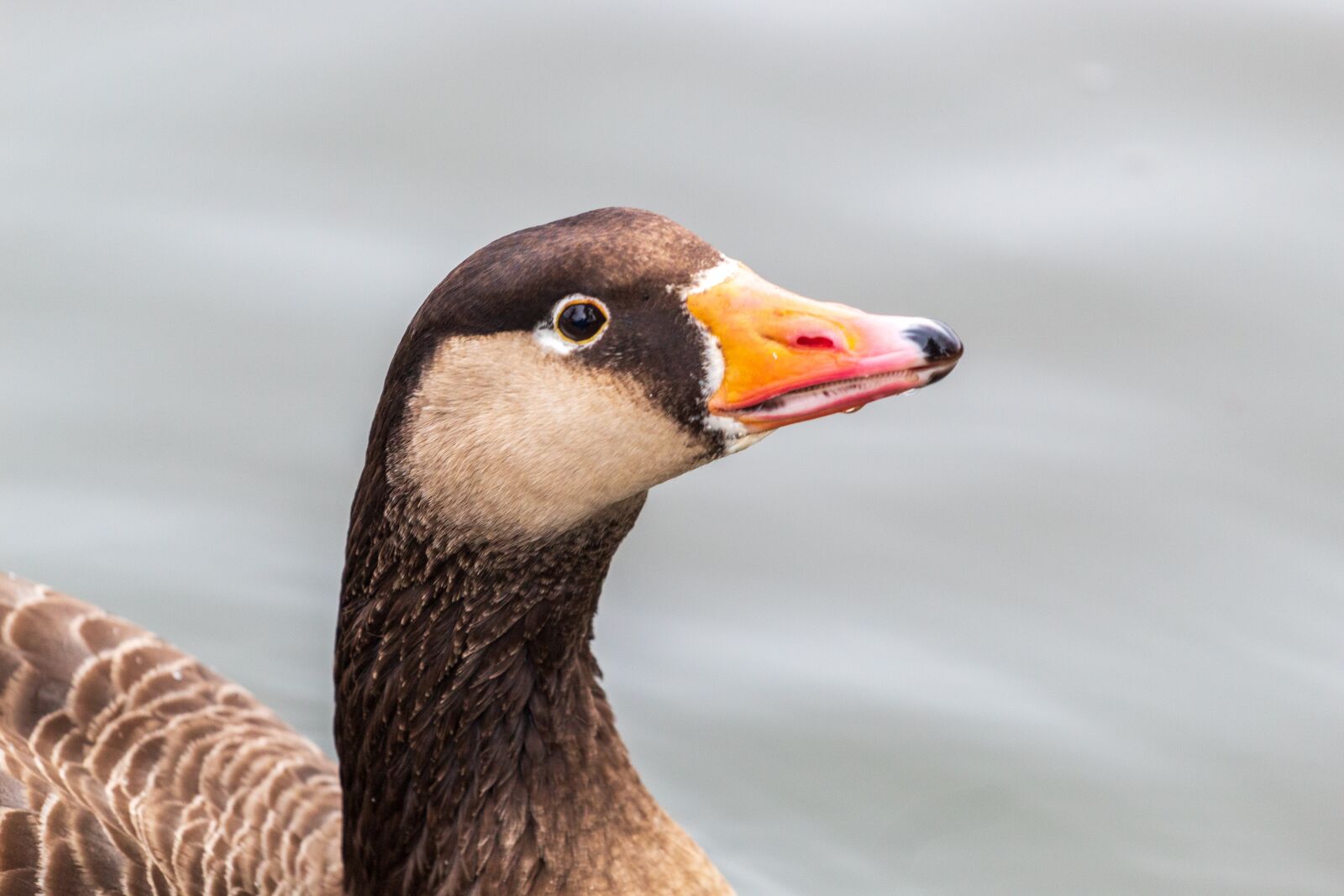 Canon EF 70-200mm F4L USM sample photo. Goose, bird, nature photography
