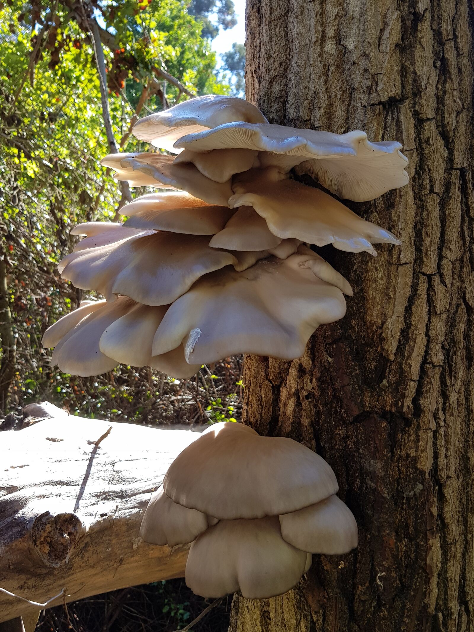 Samsung Galaxy S8+ sample photo. Nature, mushrooms, tree photography