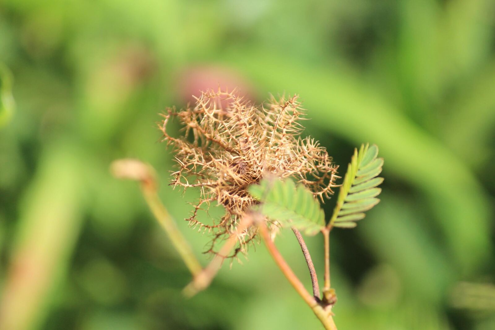 Canon EOS 600D (Rebel EOS T3i / EOS Kiss X5) sample photo. Thorn, bush, close, leaf photography