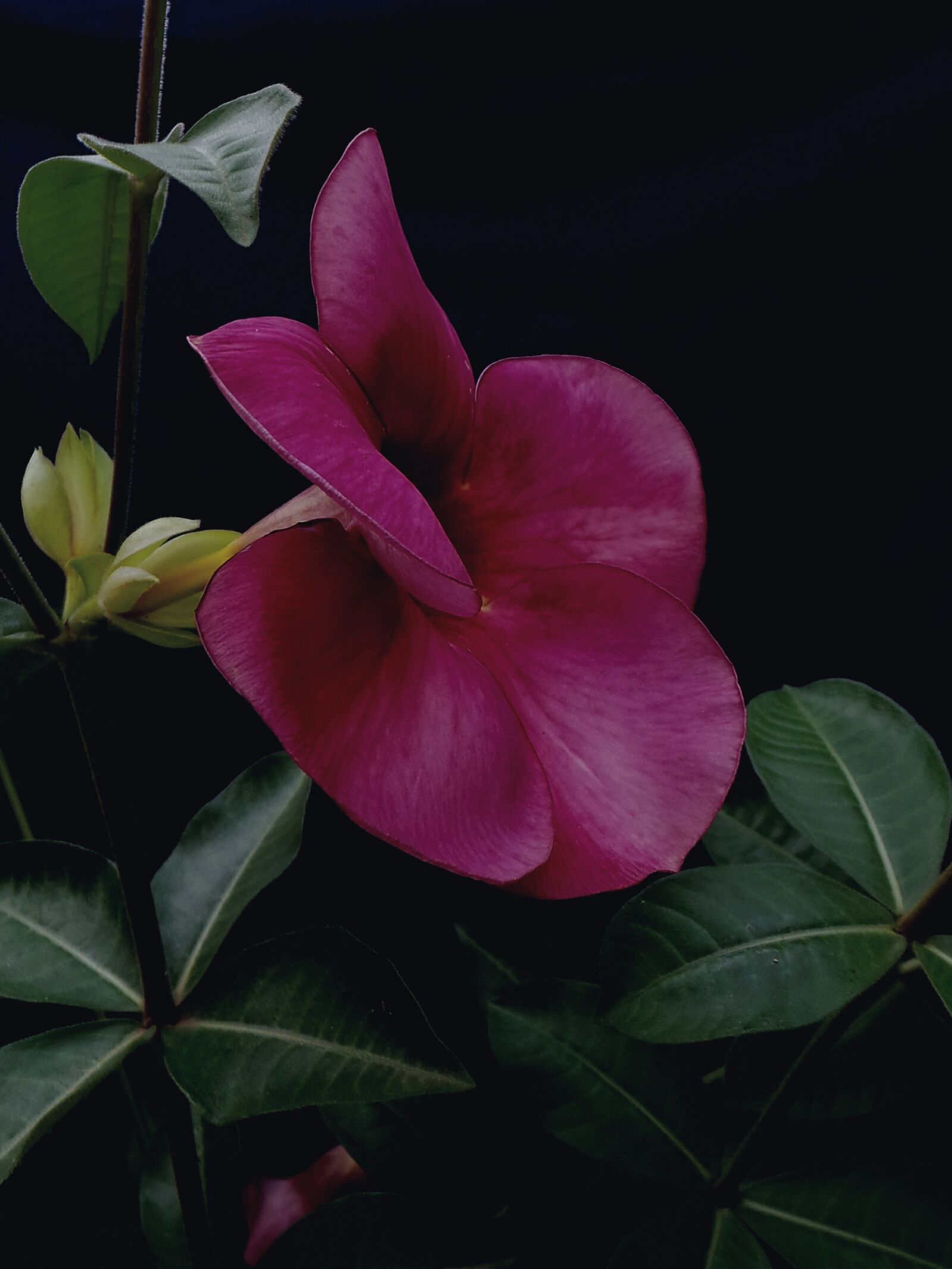 Samsung Galaxy Camera (Wi-Fi) sample photo. Flower, garden, nature photography