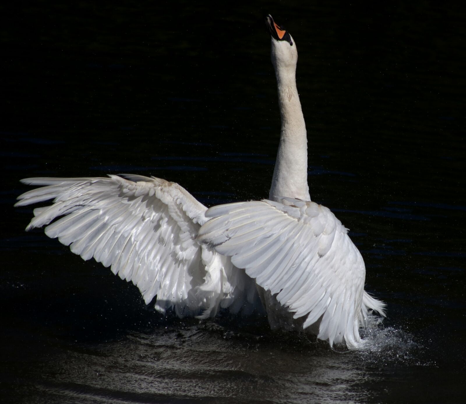 Canon EOS 750D (EOS Rebel T6i / EOS Kiss X8i) sample photo. Swan, mute swan, stretch photography