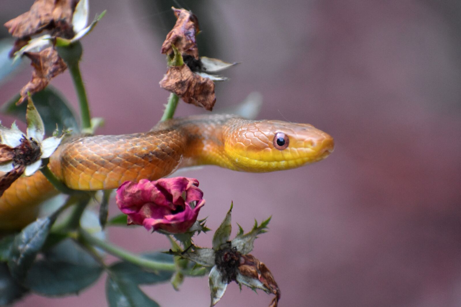 Nikon D3400 sample photo. Snake, rat snake, garden photography