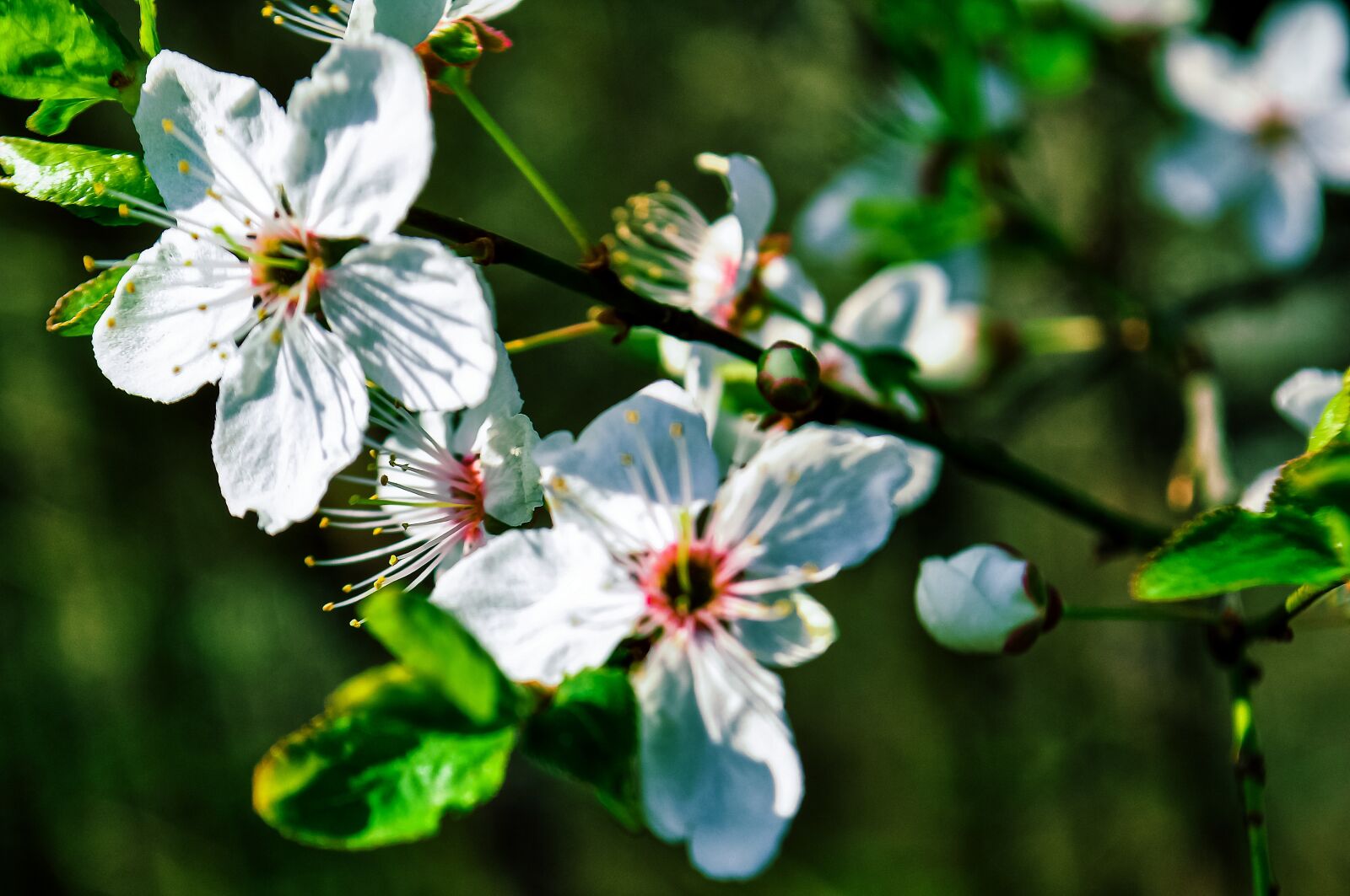 Nikon D90 sample photo. Spring, apple, nature photography