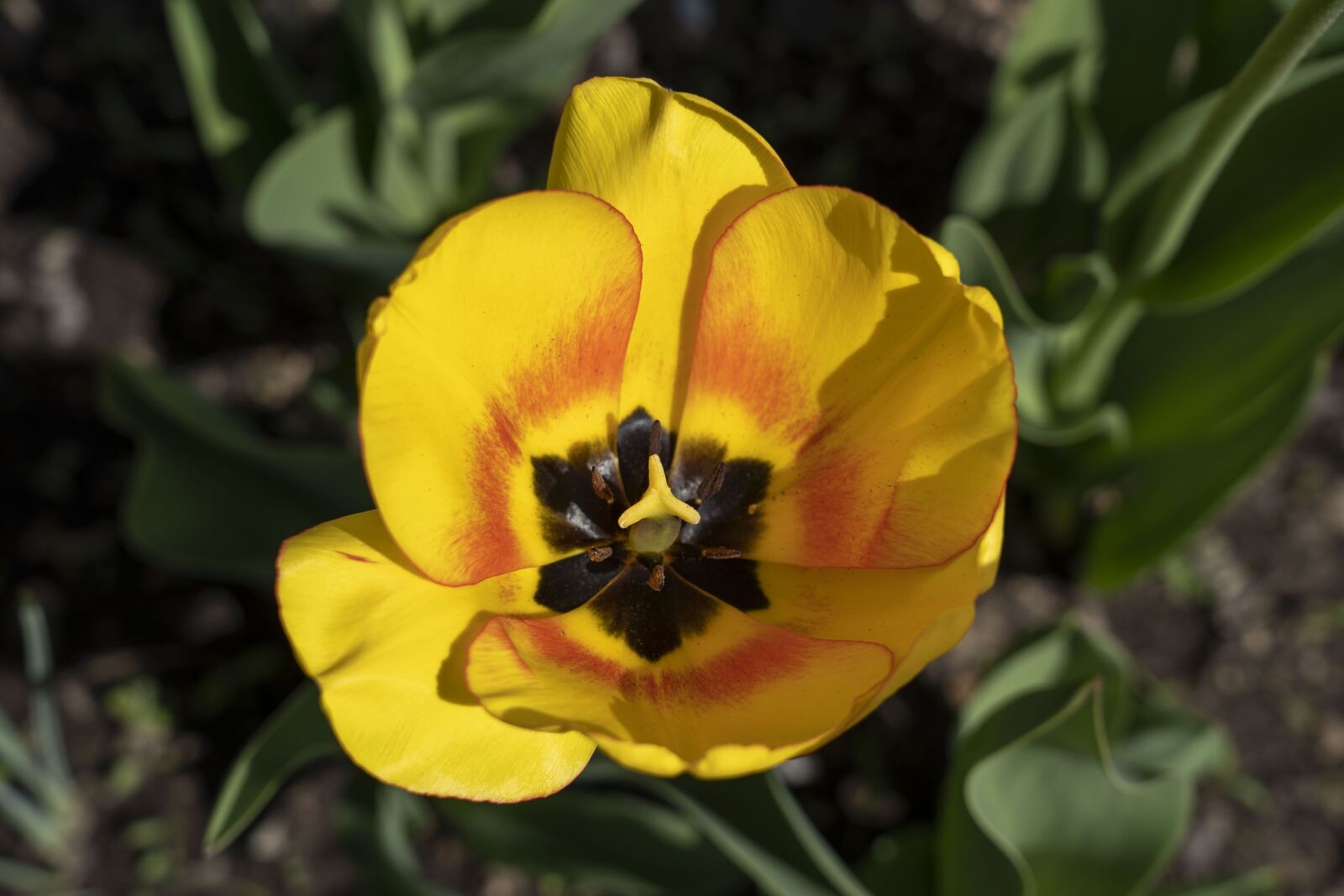 Sony FE 24-105mm F4 G OSS sample photo. Tulip, flower, garden photography