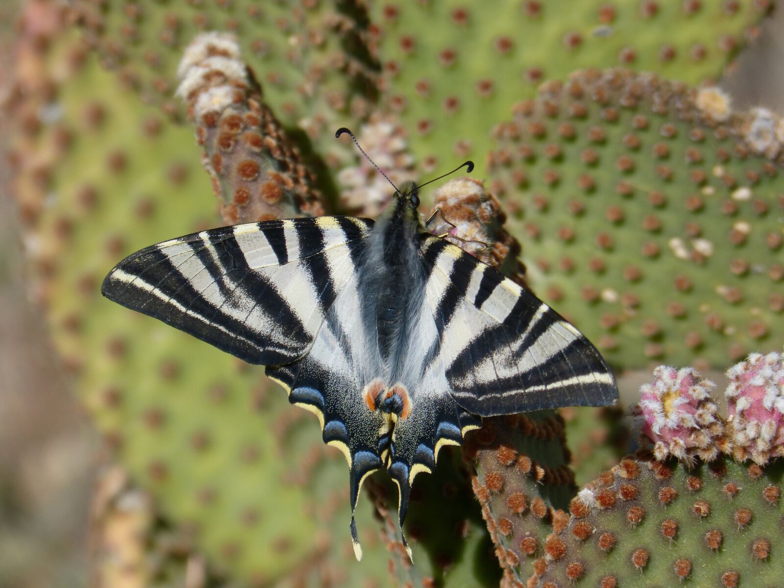 Panasonic DMC-FZ62 sample photo. Butterfly, butterfly cebrada, beauty photography