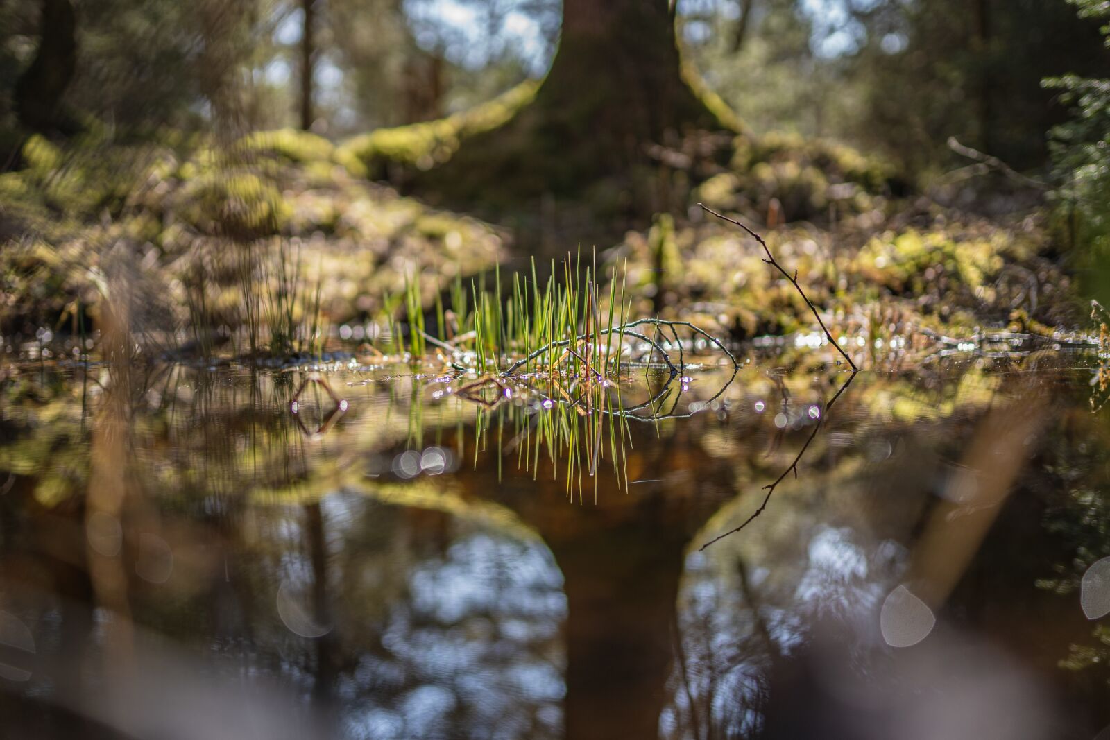 Sony a7 III + Sigma 35mm F1.4 DG HSM Art sample photo. Forest, spring, mirroring photography