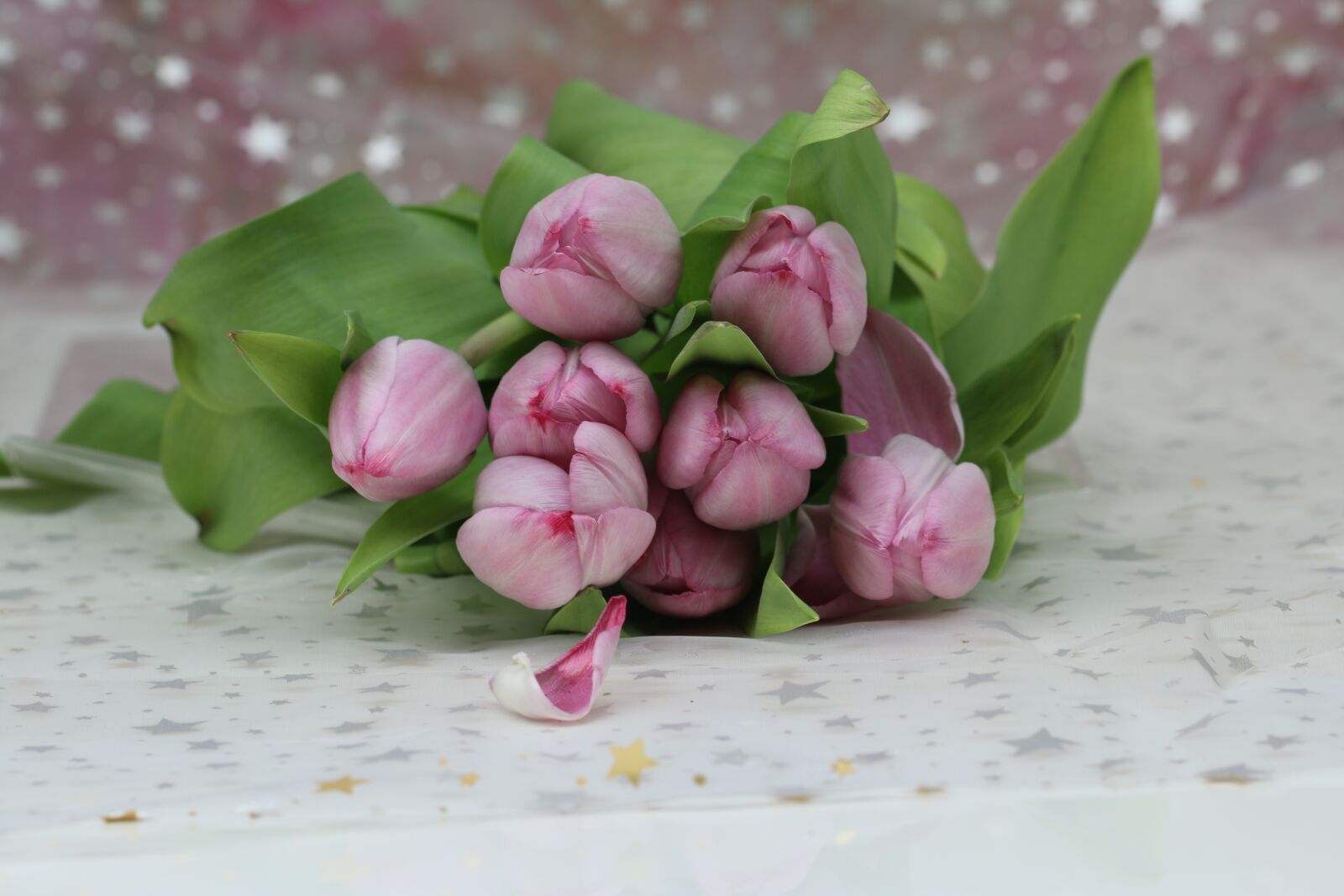 Canon EOS 70D sample photo. Tulips, flowers, pink photography