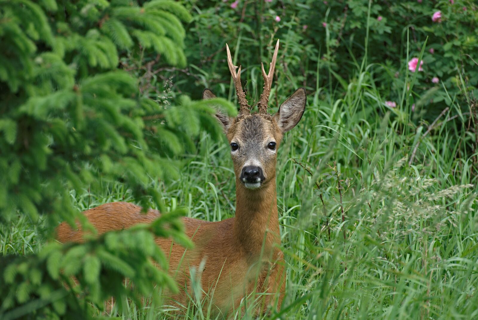 Nikon D80 sample photo. Nature, animal, sarna photography