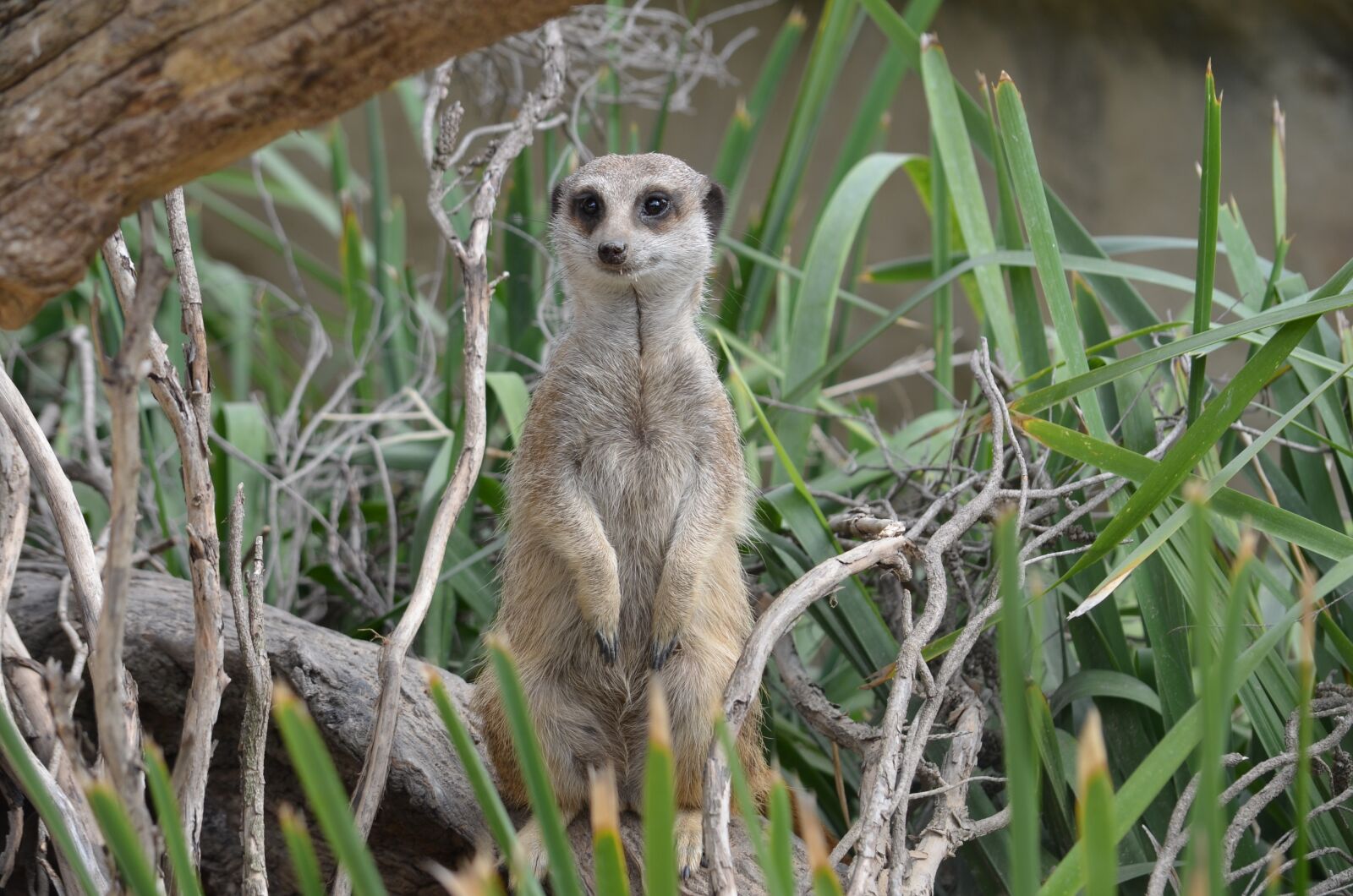 Nikon D5100 sample photo. Meerkat, mammal, animal photography