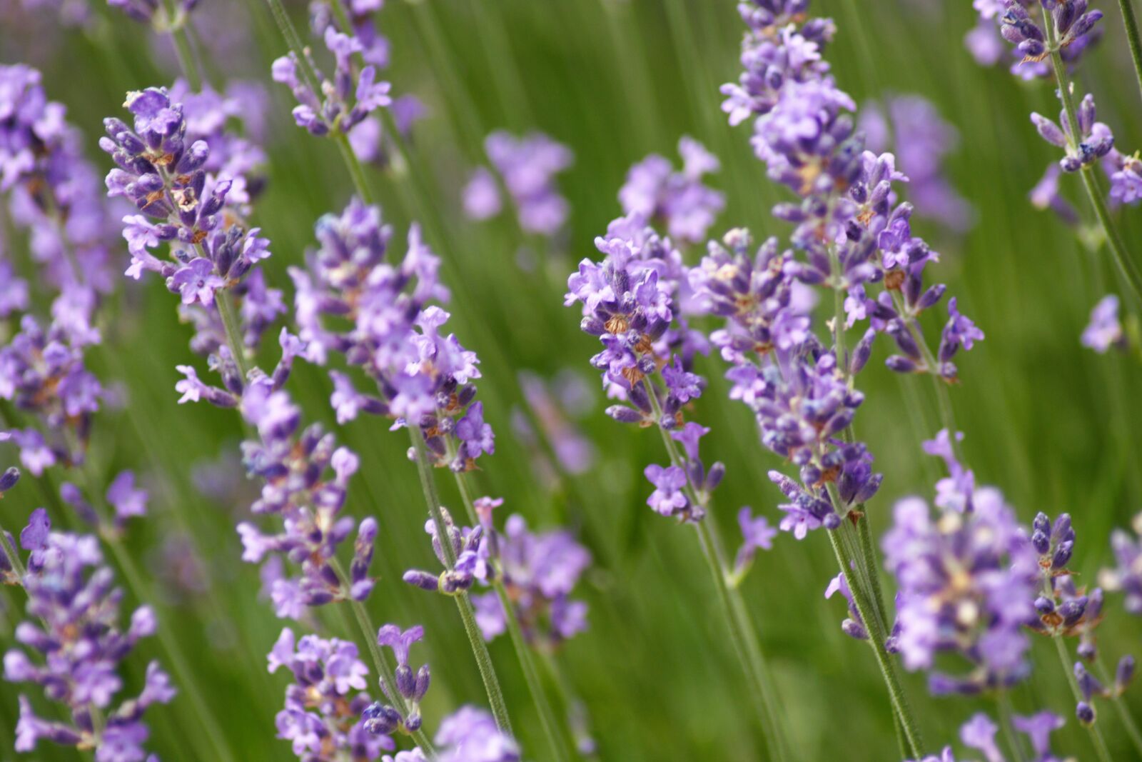 Canon EOS 450D (EOS Rebel XSi / EOS Kiss X2) sample photo. Lavender, summer, violet photography