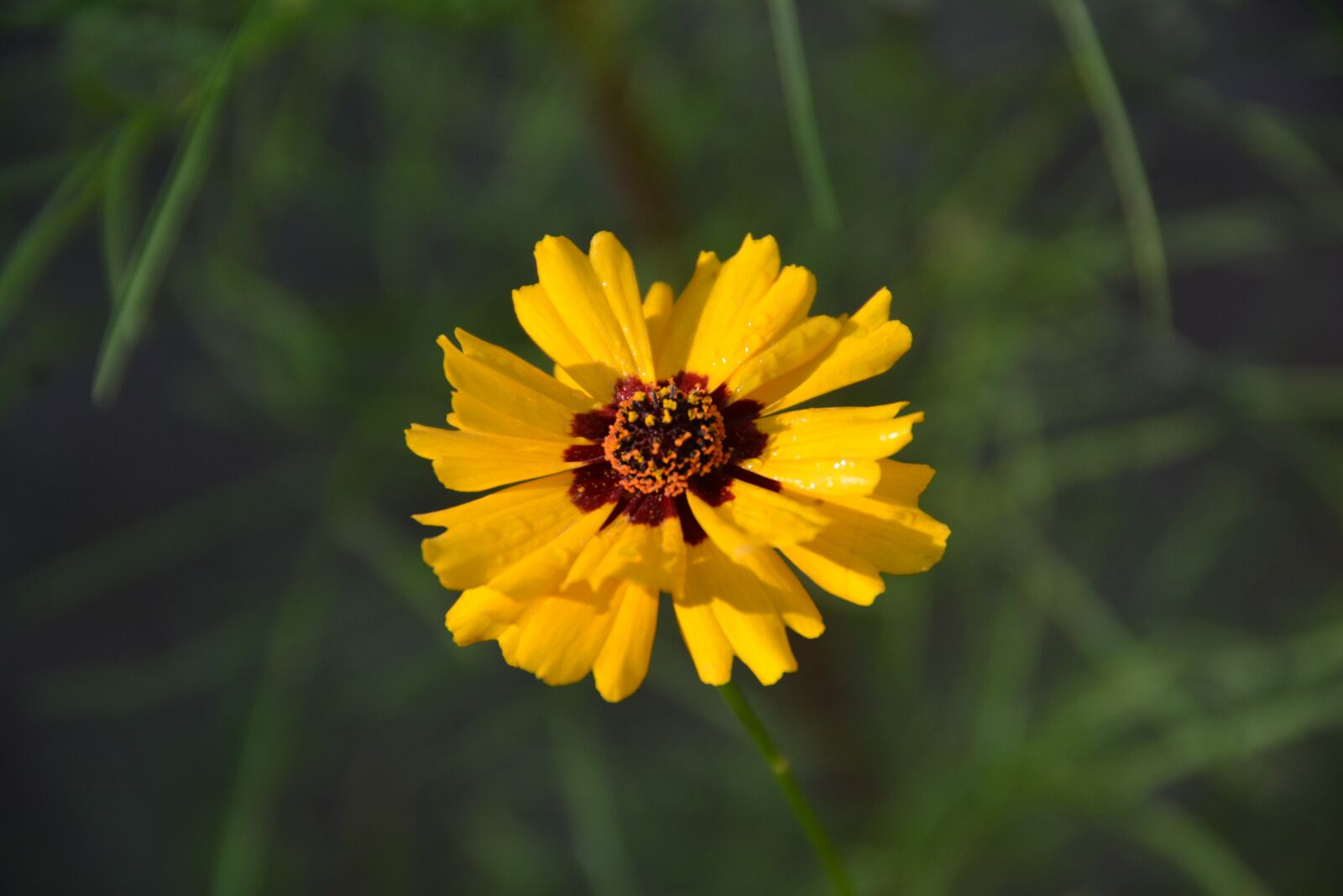 Nikon D7100 sample photo. Flower, yellow, nature photography