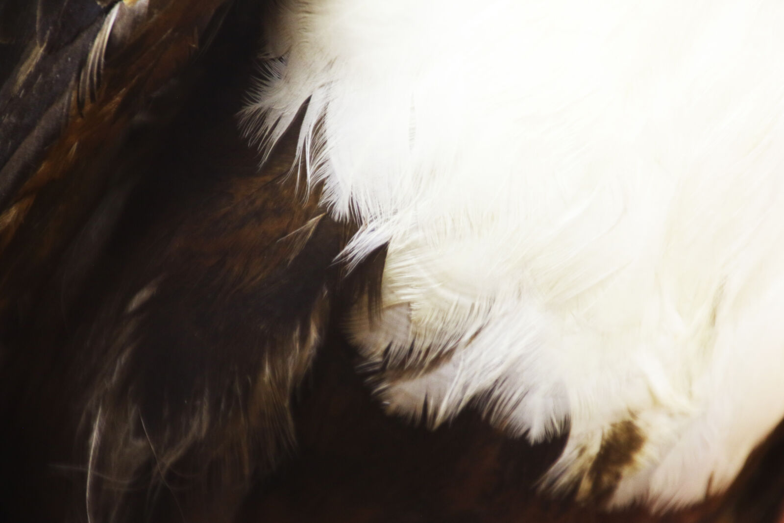 Canon EOS 7D Mark II sample photo. Animal, background, birds, feathers photography