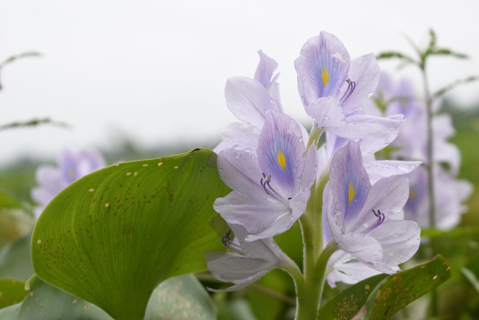 Nikon D5600 sample photo. Natural, flower, flora photography