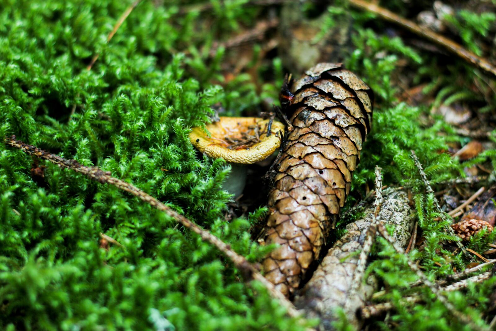 Canon EOS 550D (EOS Rebel T2i / EOS Kiss X4) + Canon EF 50mm F1.8 STM sample photo. Wood, mushroom, forest photography