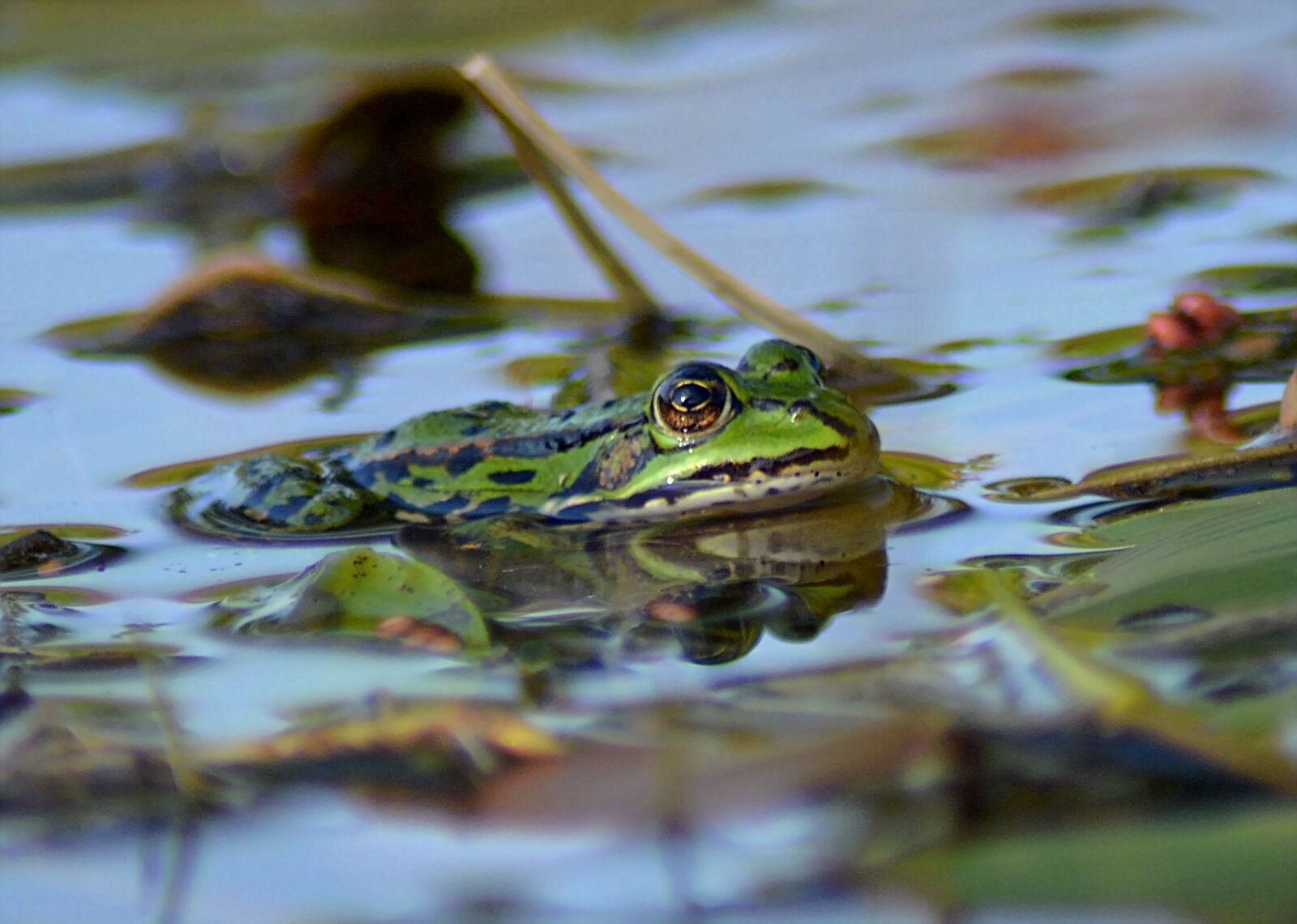 Nikon D5100 sample photo. Frog, pond, animal photography