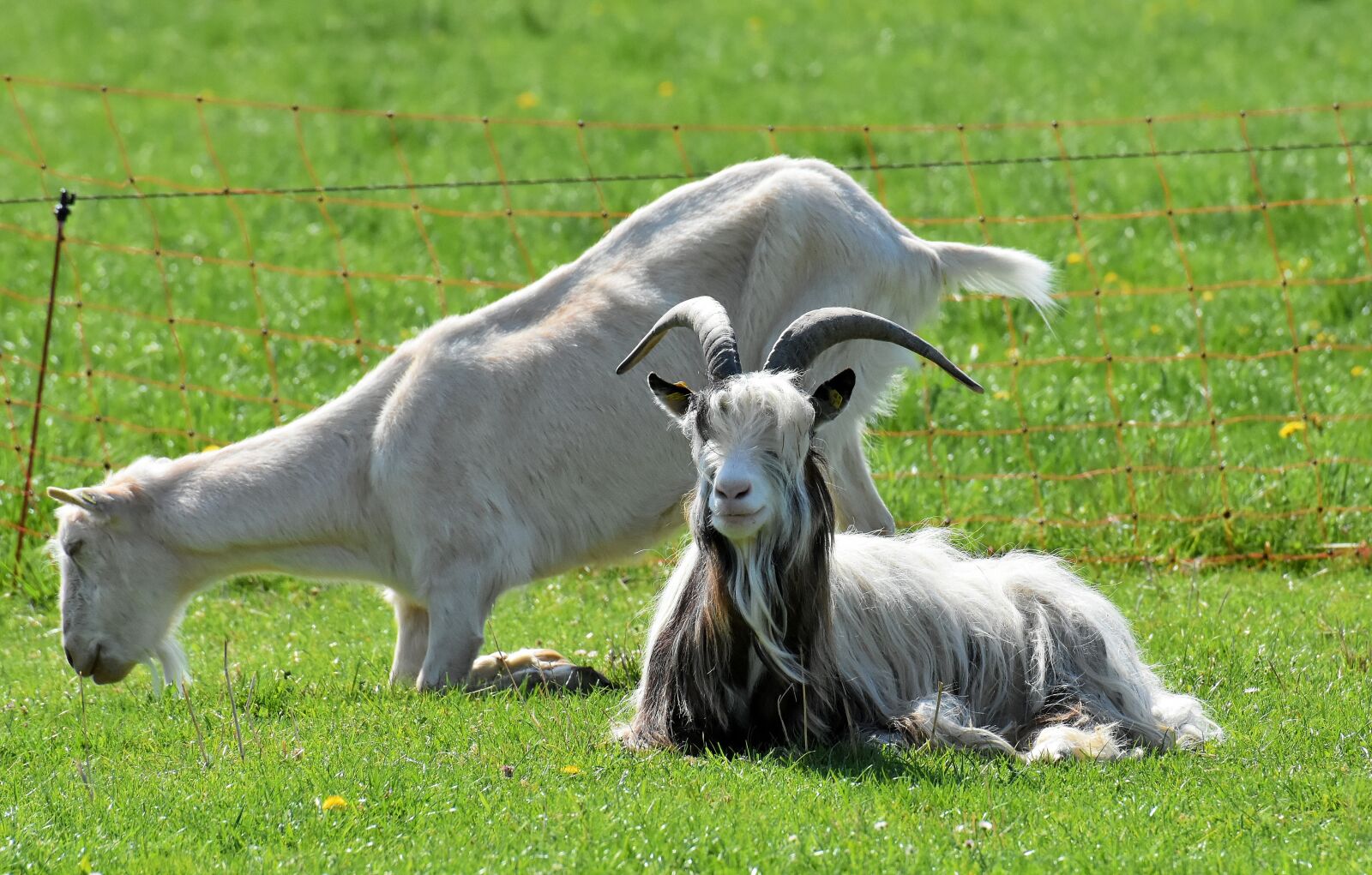 Nikon D7200 sample photo. Billy goat, goats, animal photography