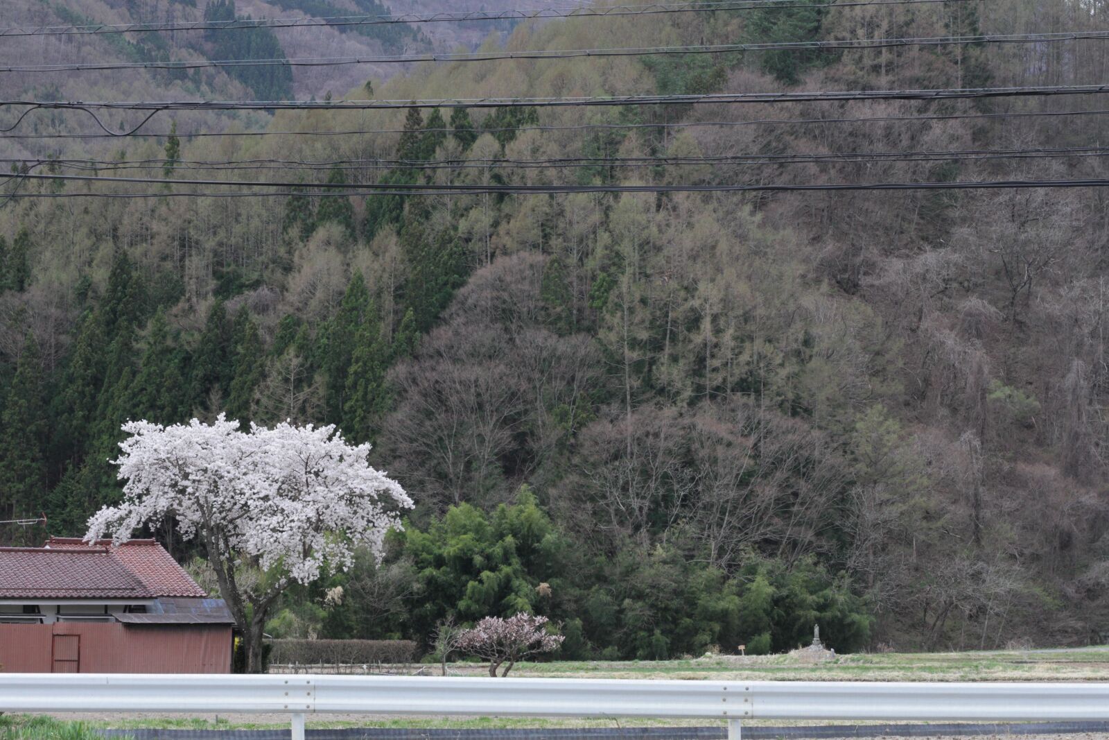 Canon EOS 7D + Canon EF 50mm F1.8 II sample photo. Cherry blossom, japanese countryside photography