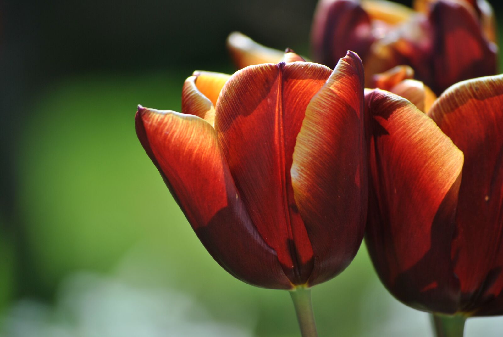 Nikon D3000 sample photo. Tulip, spring, red photography