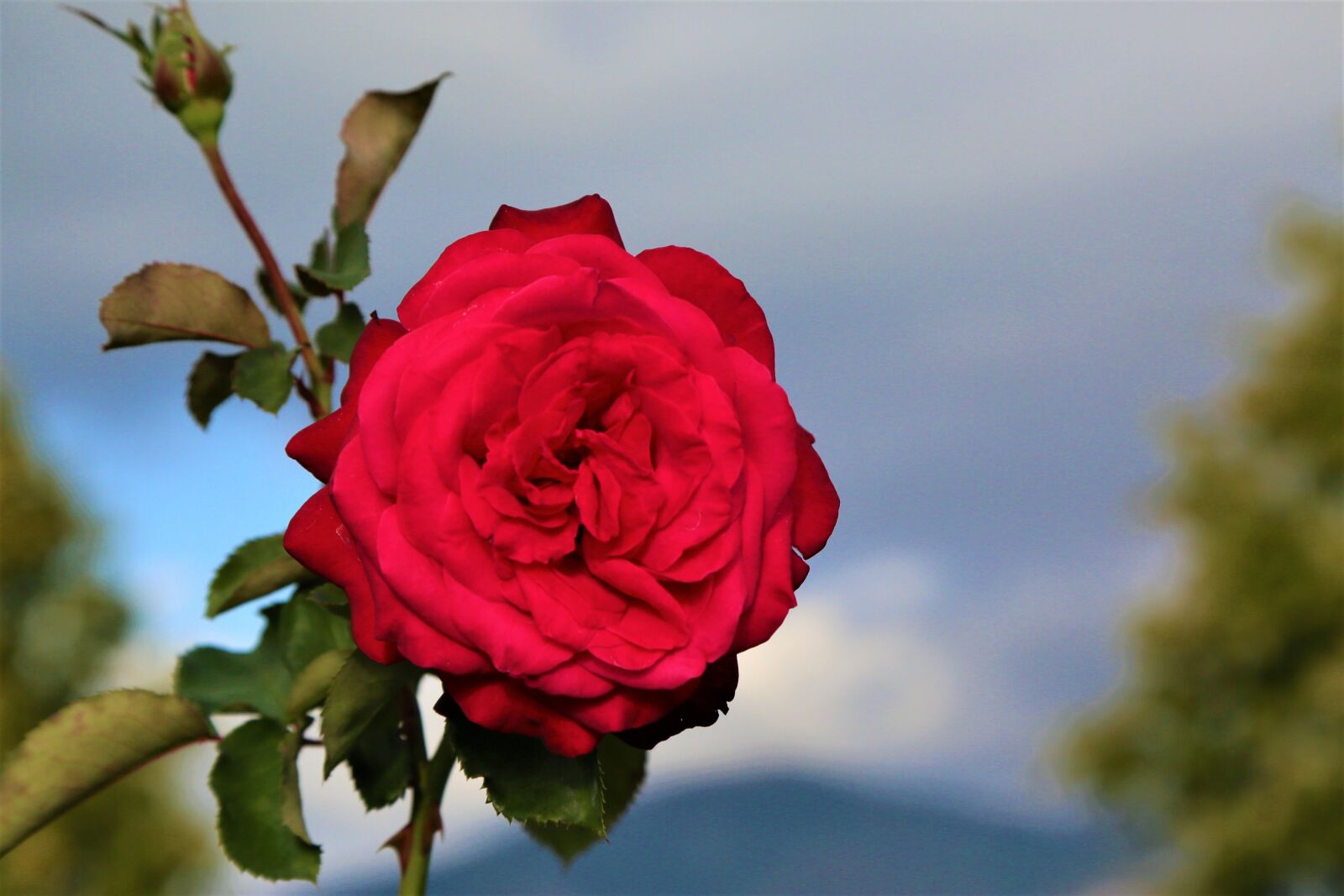 Canon EF 24-105mm F4L IS USM sample photo. Rose, red, nature photography