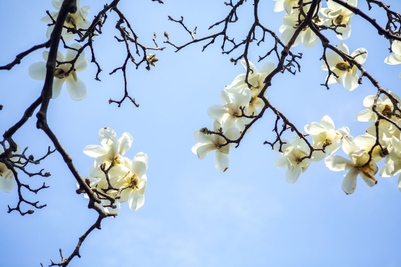 Canon EF 24-70mm F2.8L USM sample photo. Branch, tree, flower photography