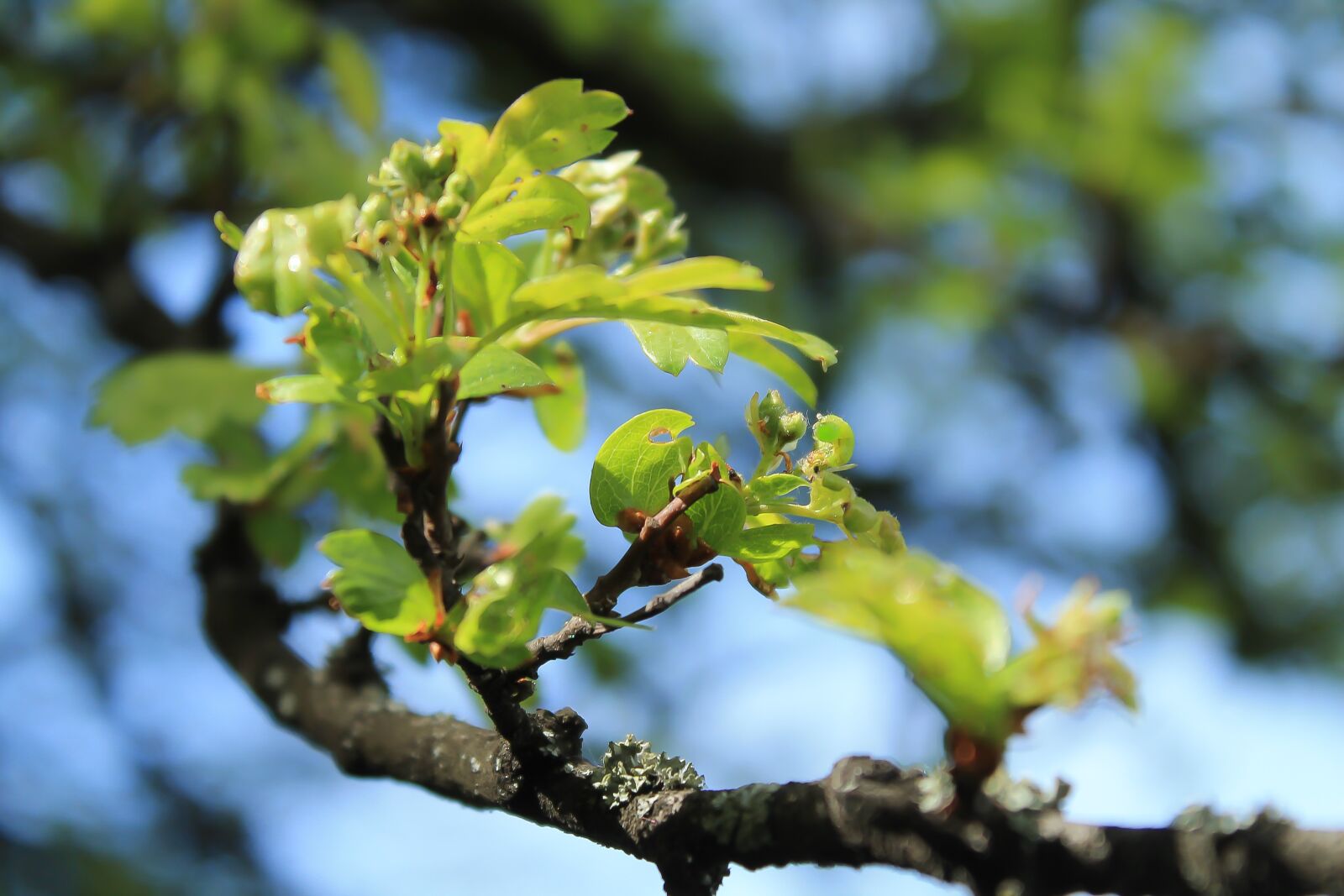 Canon EOS 1100D (EOS Rebel T3 / EOS Kiss X50) sample photo. Spring, branch, foliage photography
