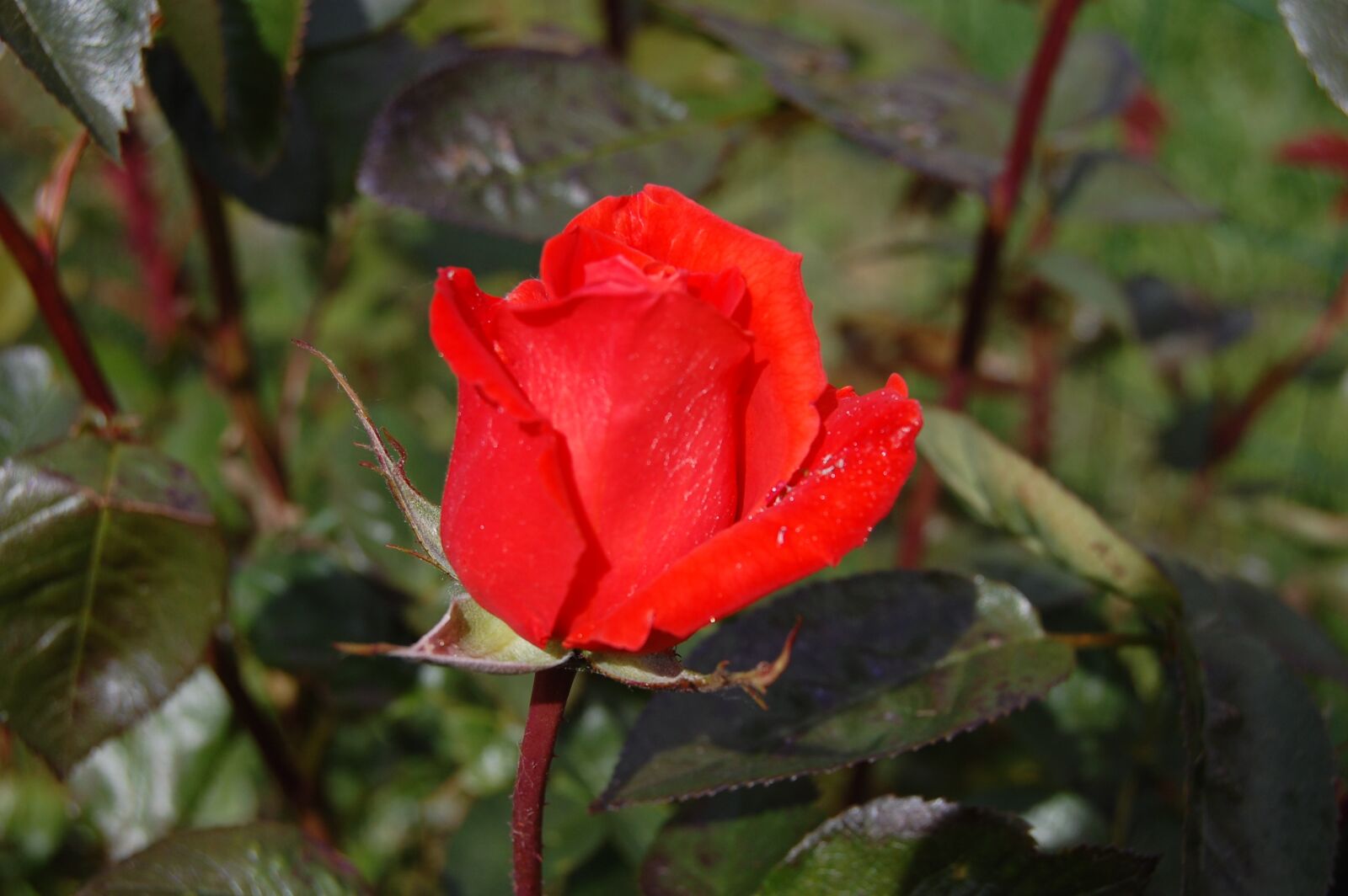 Nikon D40 sample photo. Pink, red, bud photography