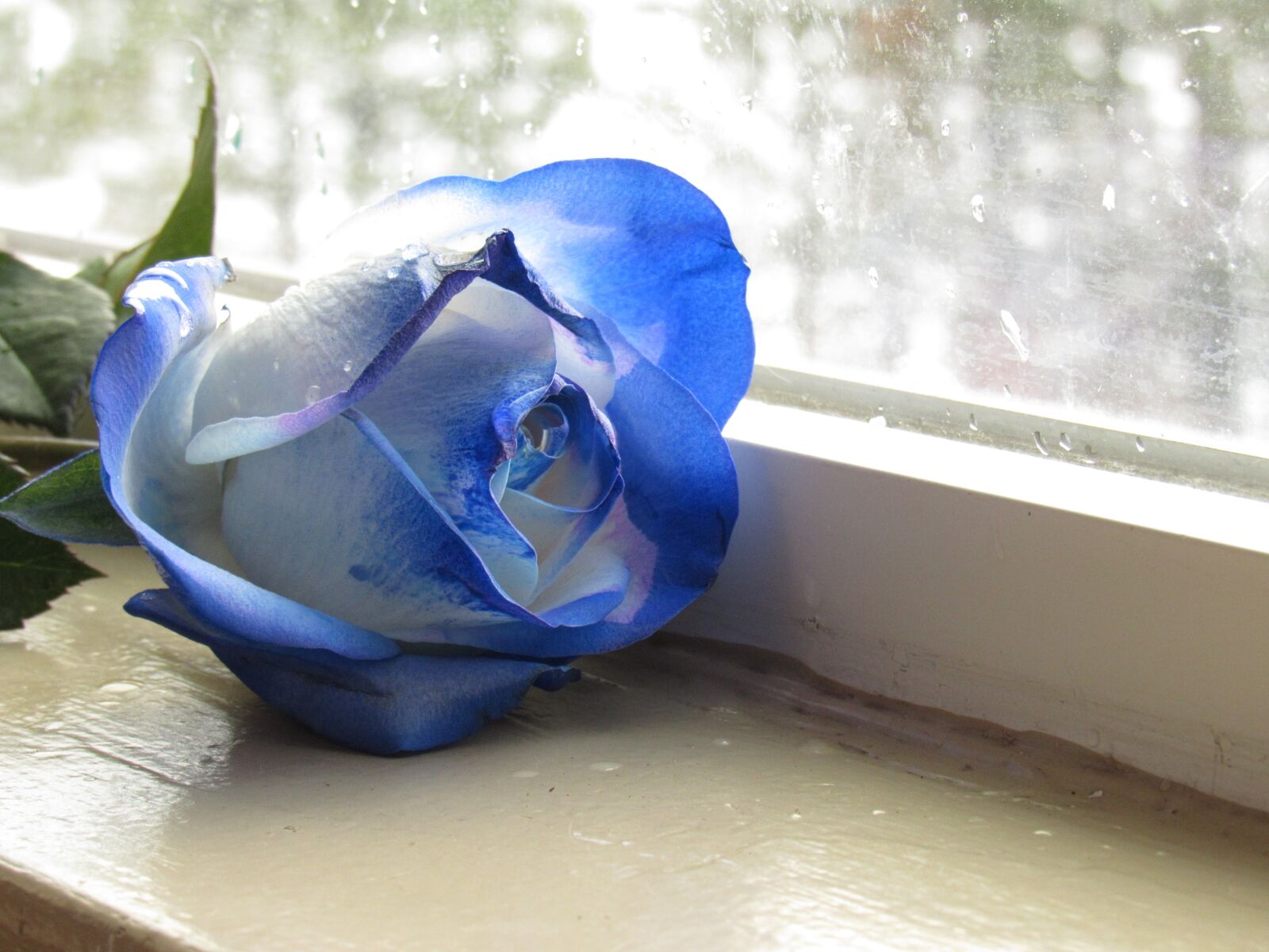 Canon PowerShot SX530 HS sample photo. Blue, rose, blue rose photography