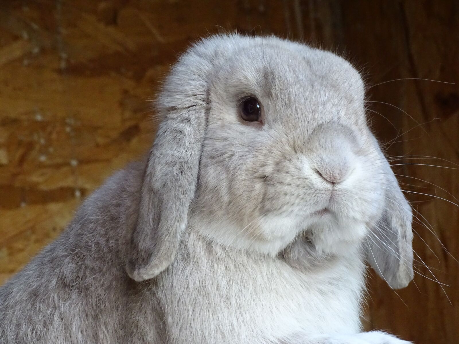 Sony Cyber-shot DSC-HX350 sample photo. Dwarf aries chinchilla-white, hare photography