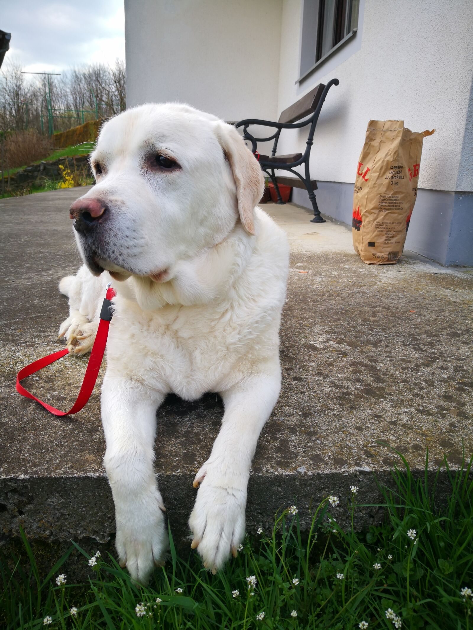 HUAWEI Mate 10 Pro sample photo. Dog, canine, mammal photography
