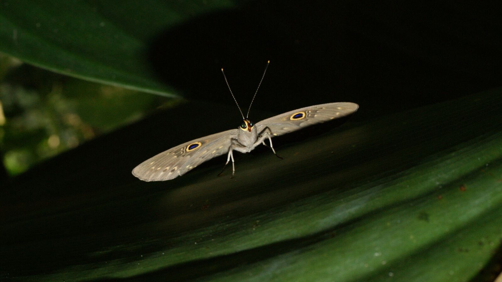 Sony Alpha DSLR-A390 sample photo. Insects, variety, sector photography