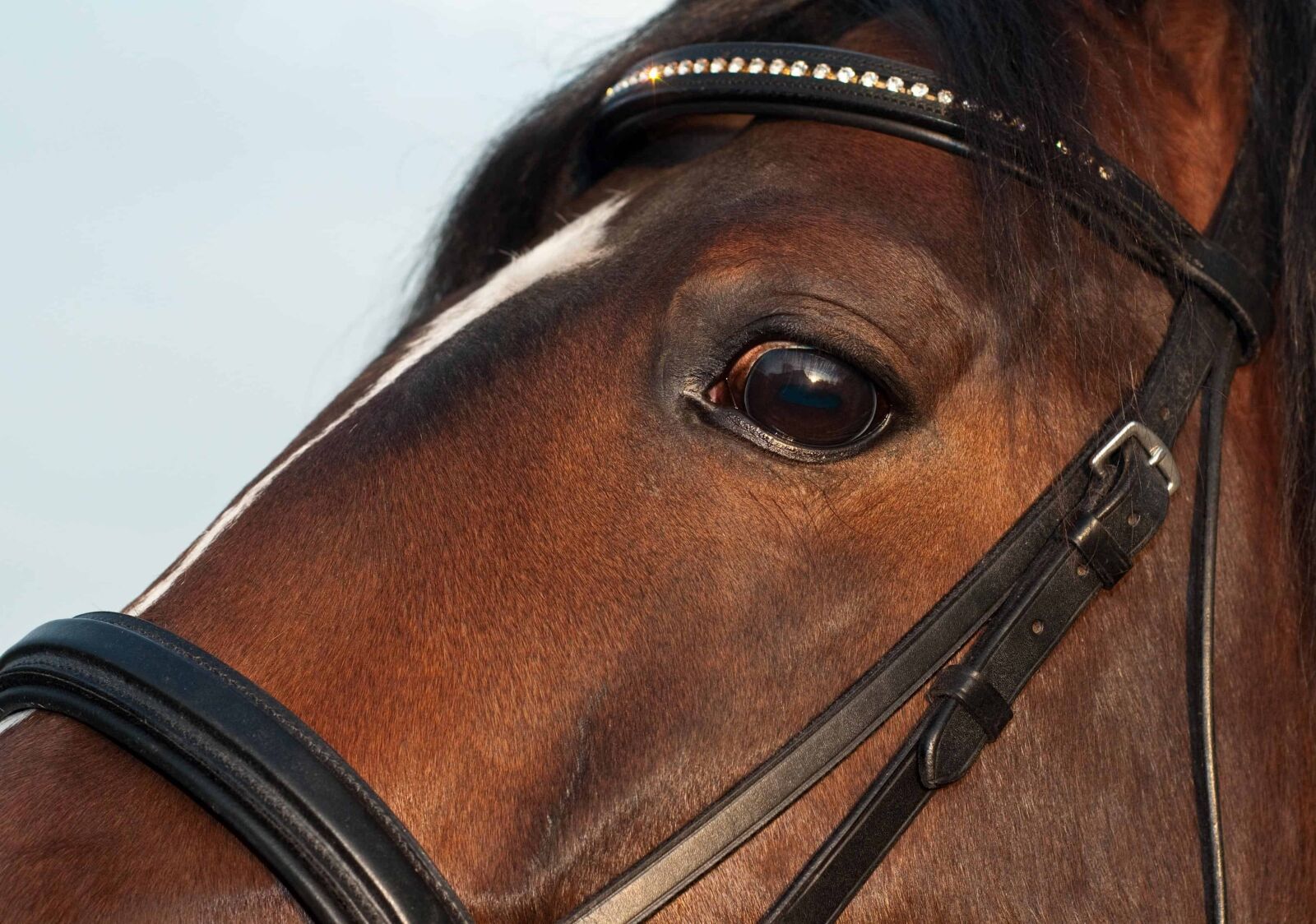 Nikon D300 sample photo. Leather, cavalry, horse, animal photography