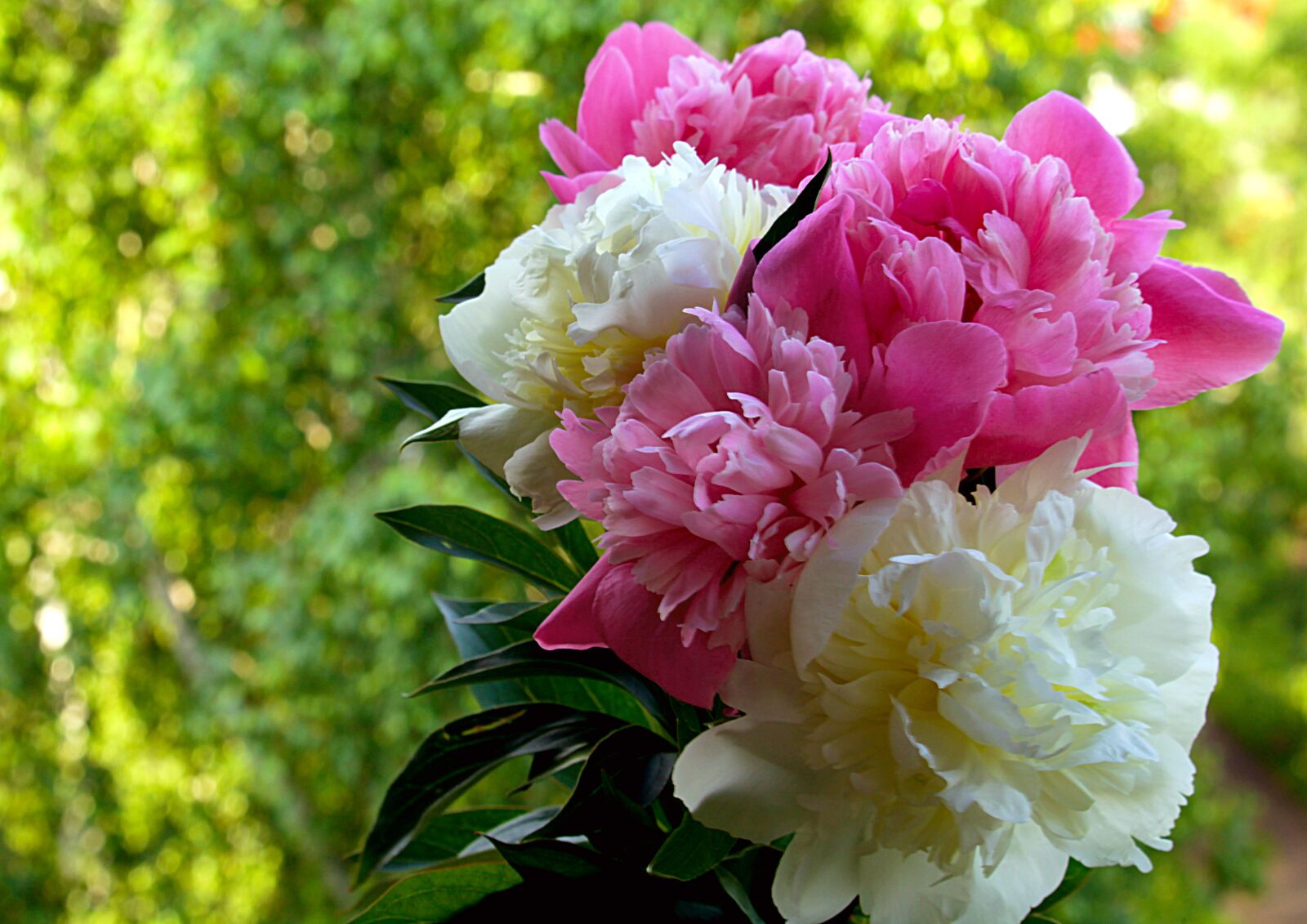 Canon EOS 1200D (EOS Rebel T5 / EOS Kiss X70 / EOS Hi) sample photo. Peony, white, flower photography