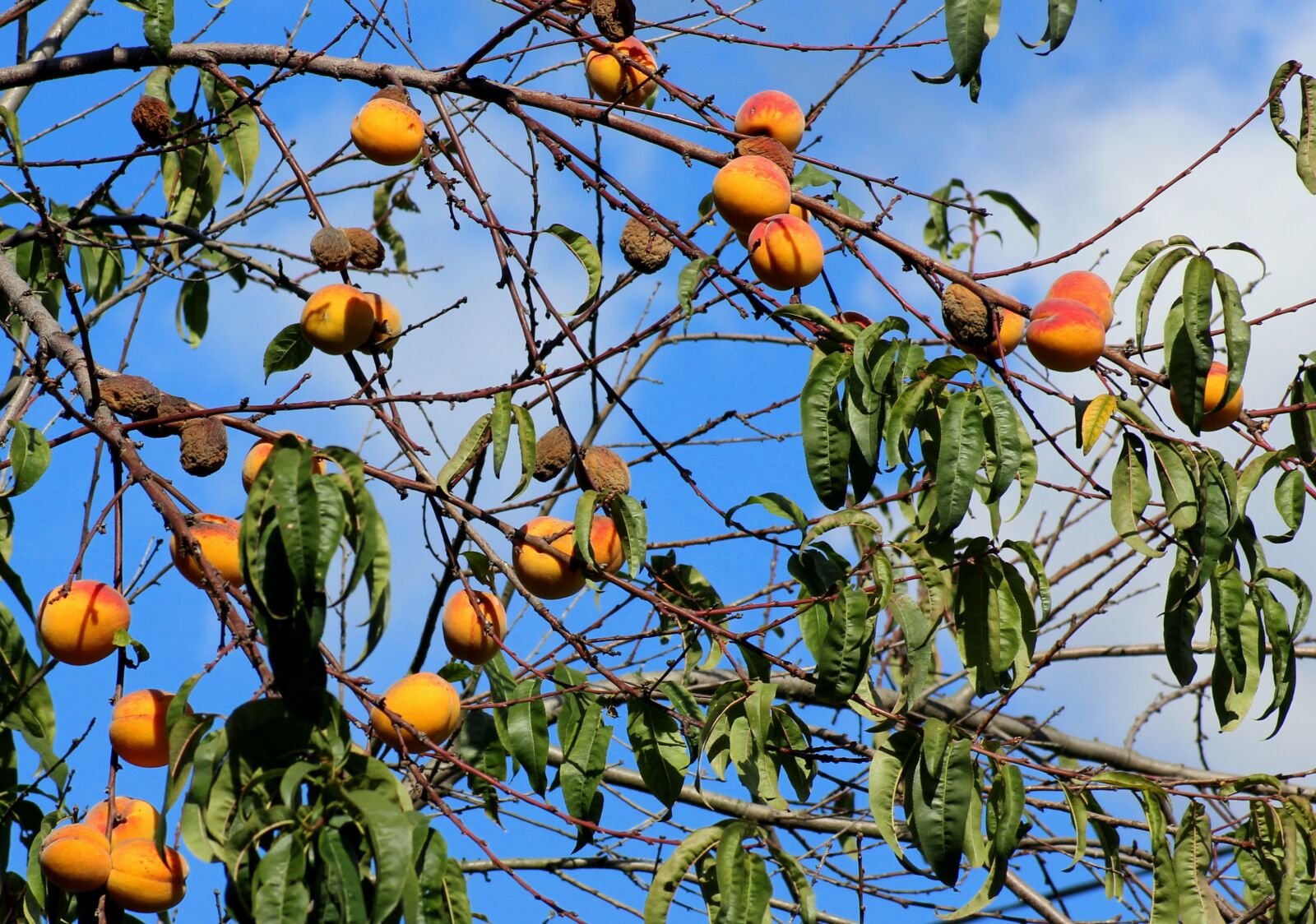 Canon EOS 1200D (EOS Rebel T5 / EOS Kiss X70 / EOS Hi) sample photo. Peaches, apricots, fruit tree photography