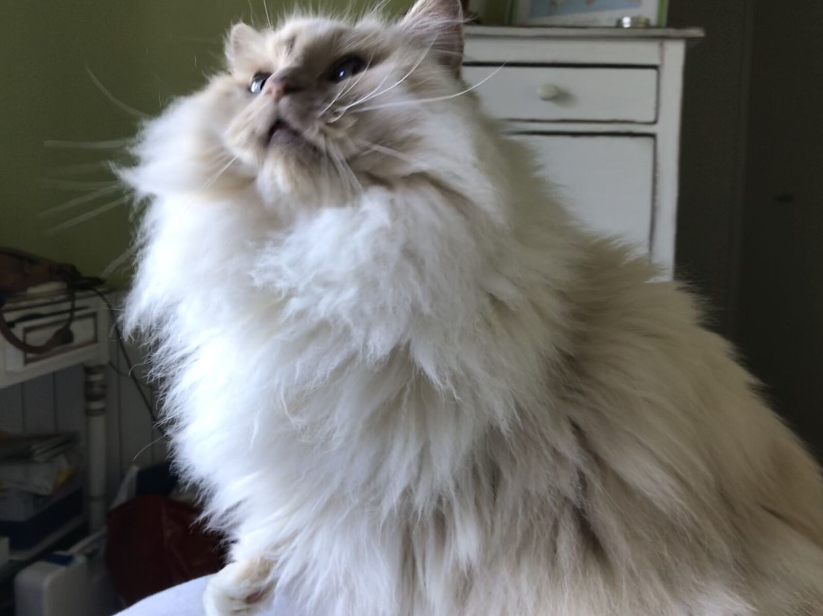 Apple iPad Pro (10.5-inch) sample photo. Cat, animal, pet photography