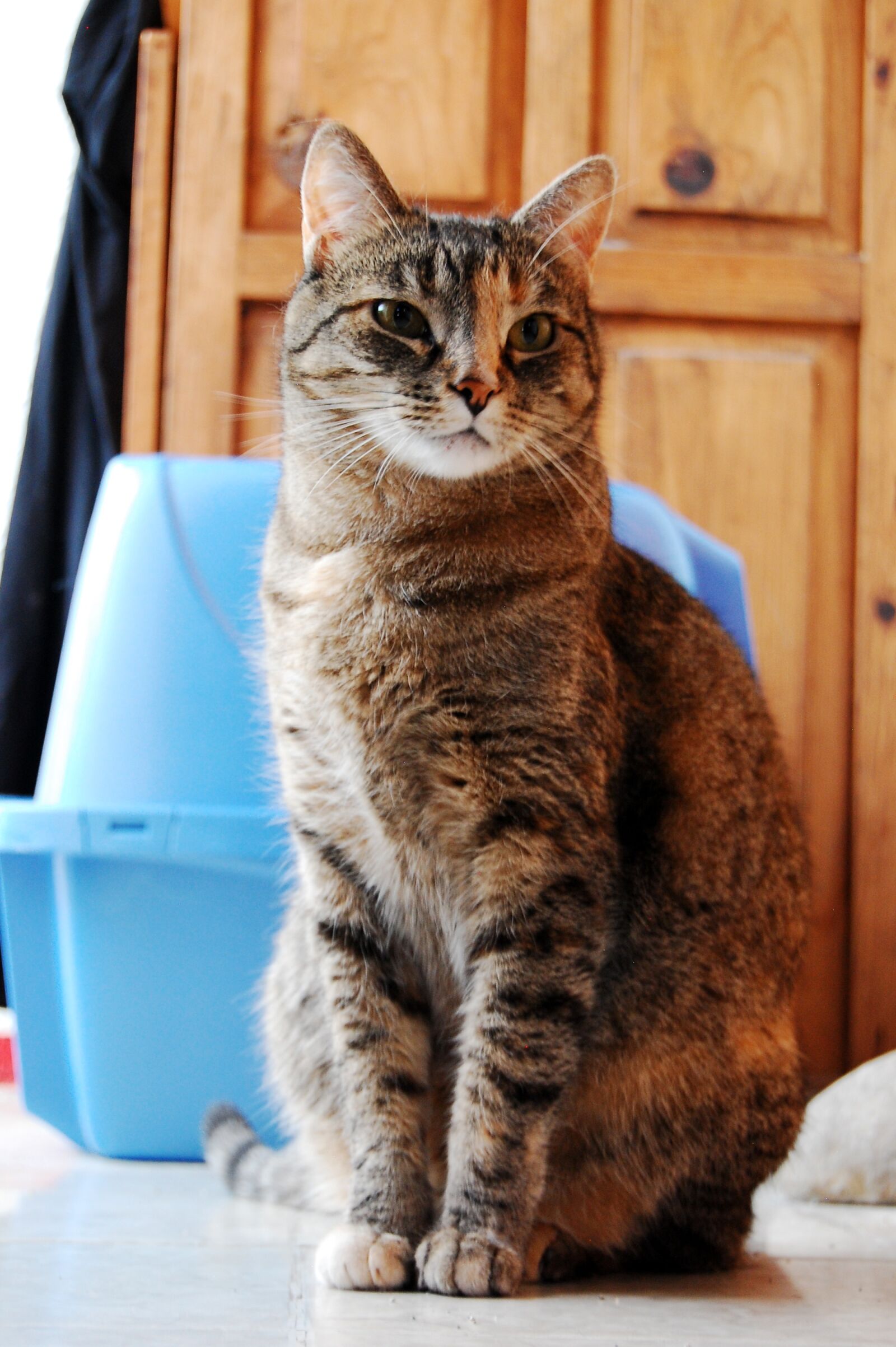 Nikon D40 sample photo. Gata, sandbox, cat photography