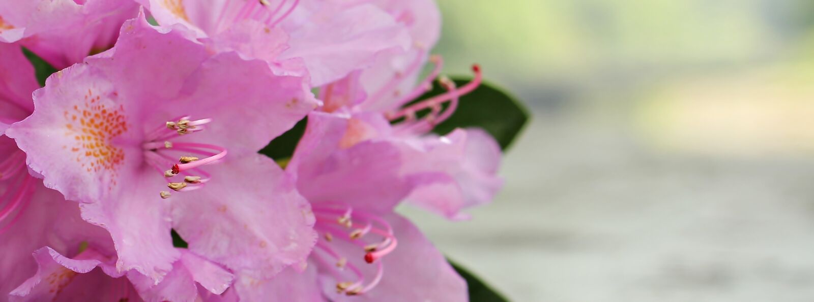 Canon EOS 550D (EOS Rebel T2i / EOS Kiss X4) sample photo. Azalea, flower, flowers photography
