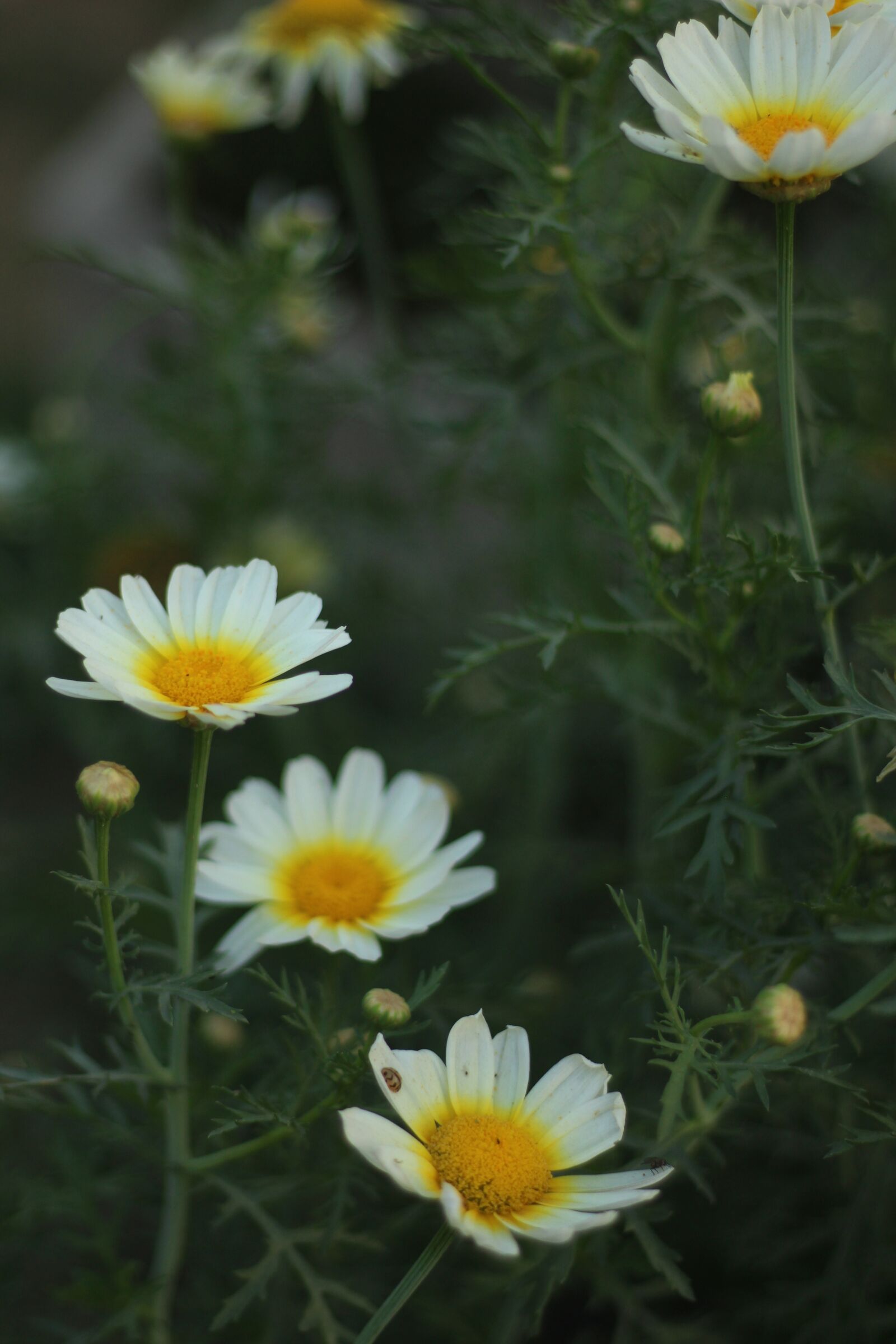Canon EF 50mm F1.8 STM sample photo. Photo, pic, pixabay photography