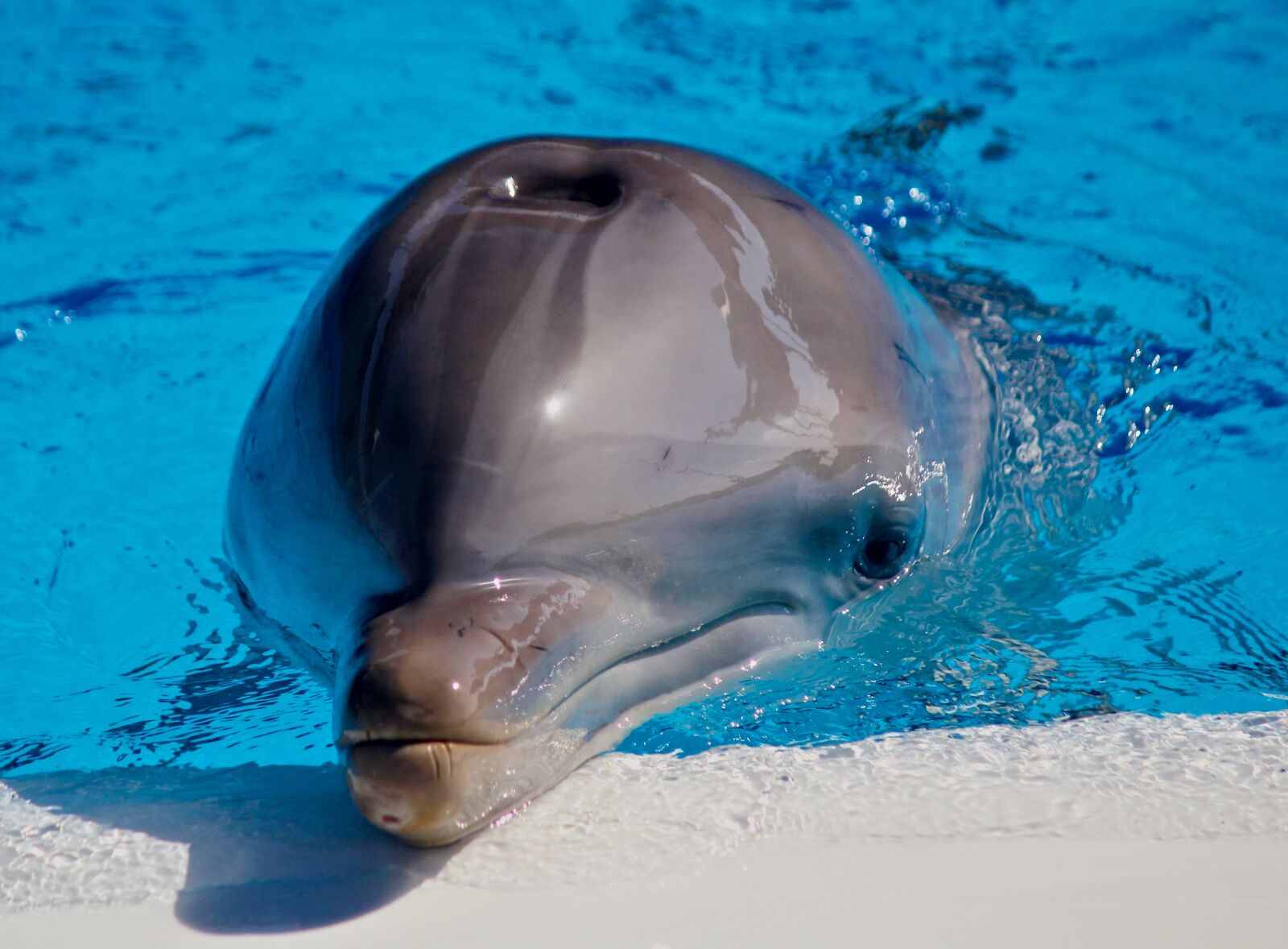 Canon EOS 550D (EOS Rebel T2i / EOS Kiss X4) sample photo. Dolphin, dolphin head, marine photography