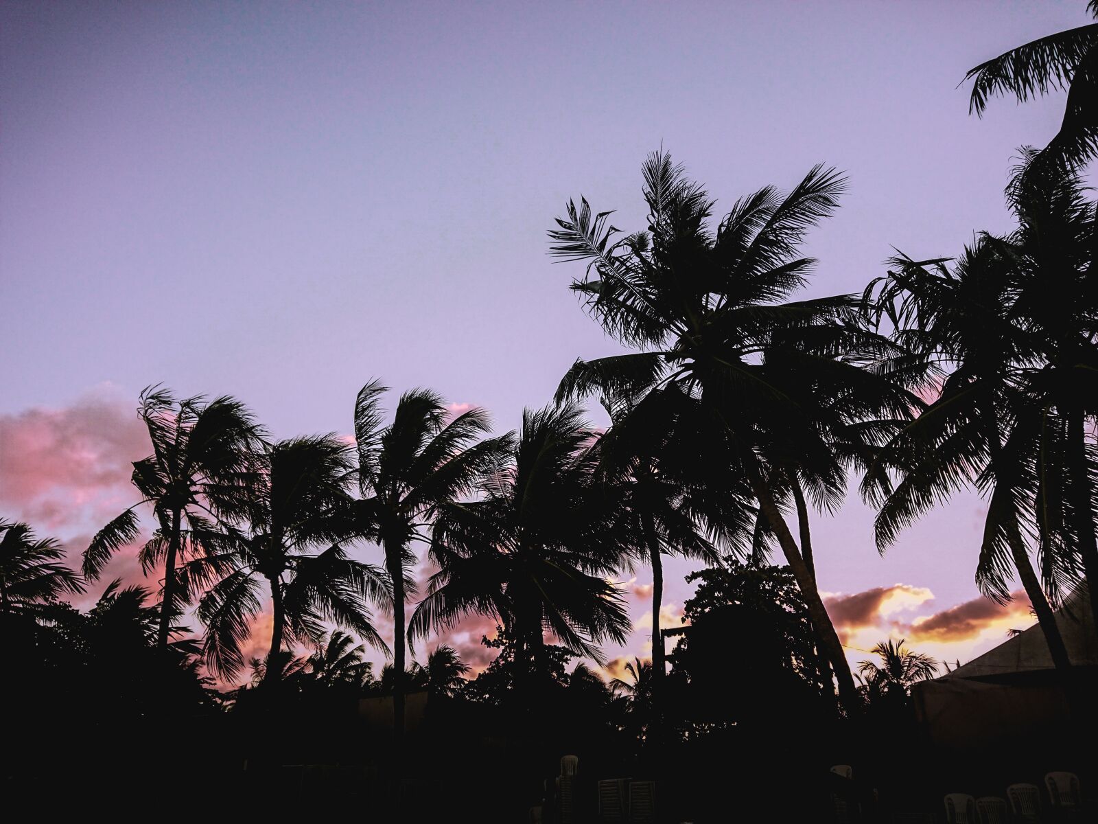 Sony Xperia XZ Premium sample photo. Sunset, palm, purple photography