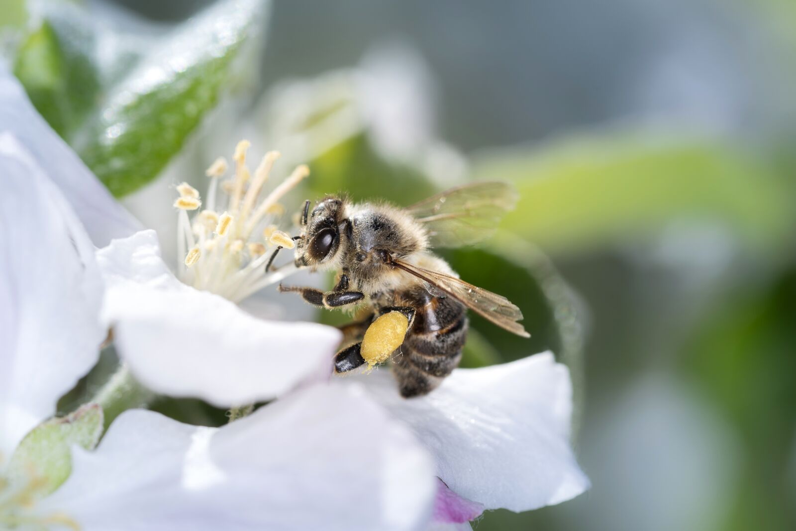 Nikon D500 sample photo. Bee, apiformes, bee deaths photography