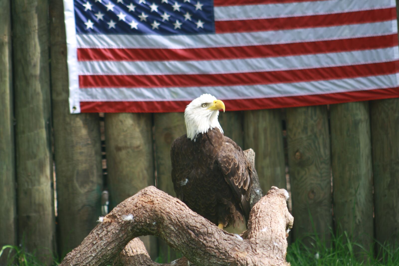 Canon EOS 1000D (EOS Digital Rebel XS / EOS Kiss F) sample photo. Eagle, america, beautiful photography