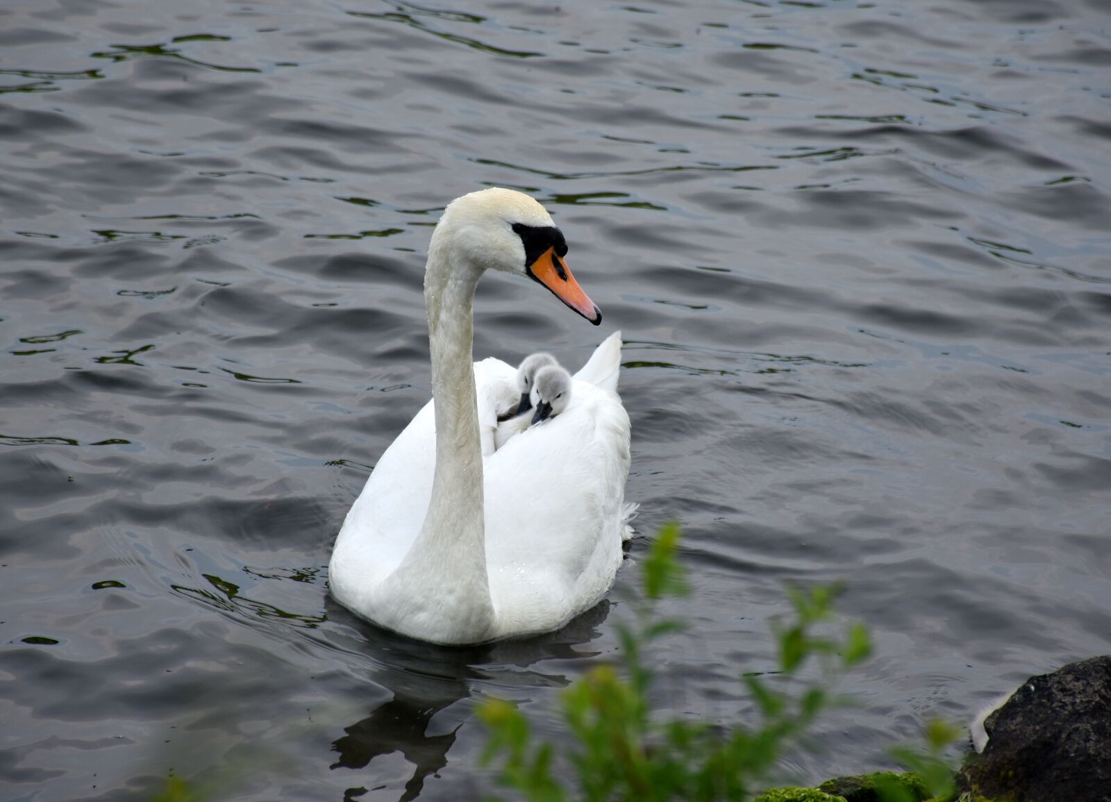 Nikon D7200 sample photo. Swan, mother care, nature photography