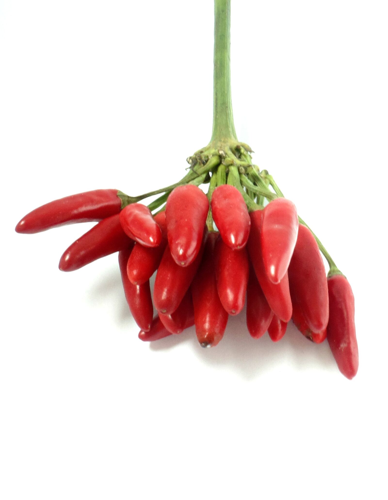 Samsung WB350F/WB351F/WB352F sample photo. Chilli, red, sharp photography