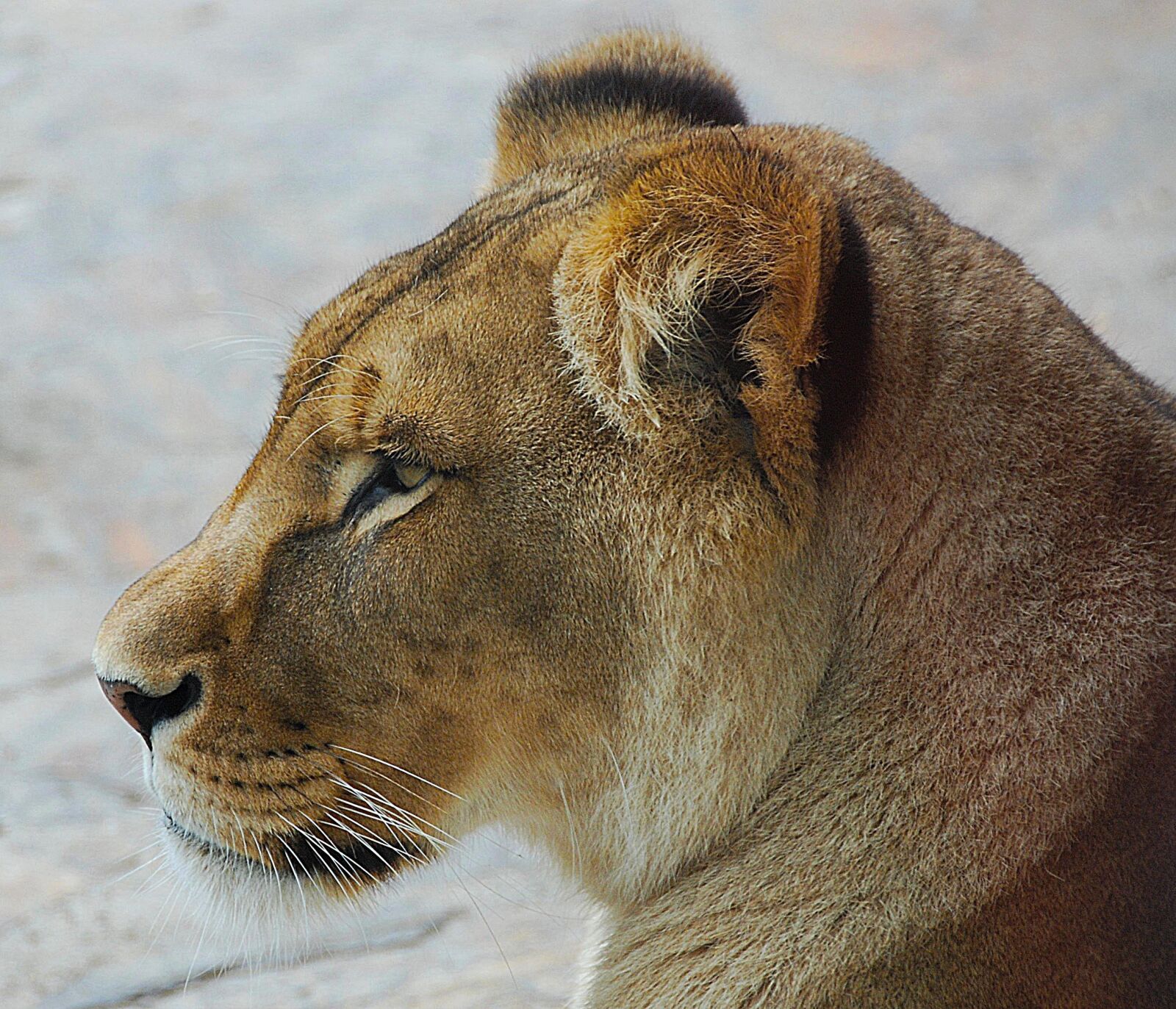 Nikon D80 sample photo. Lion, close up, zoo photography