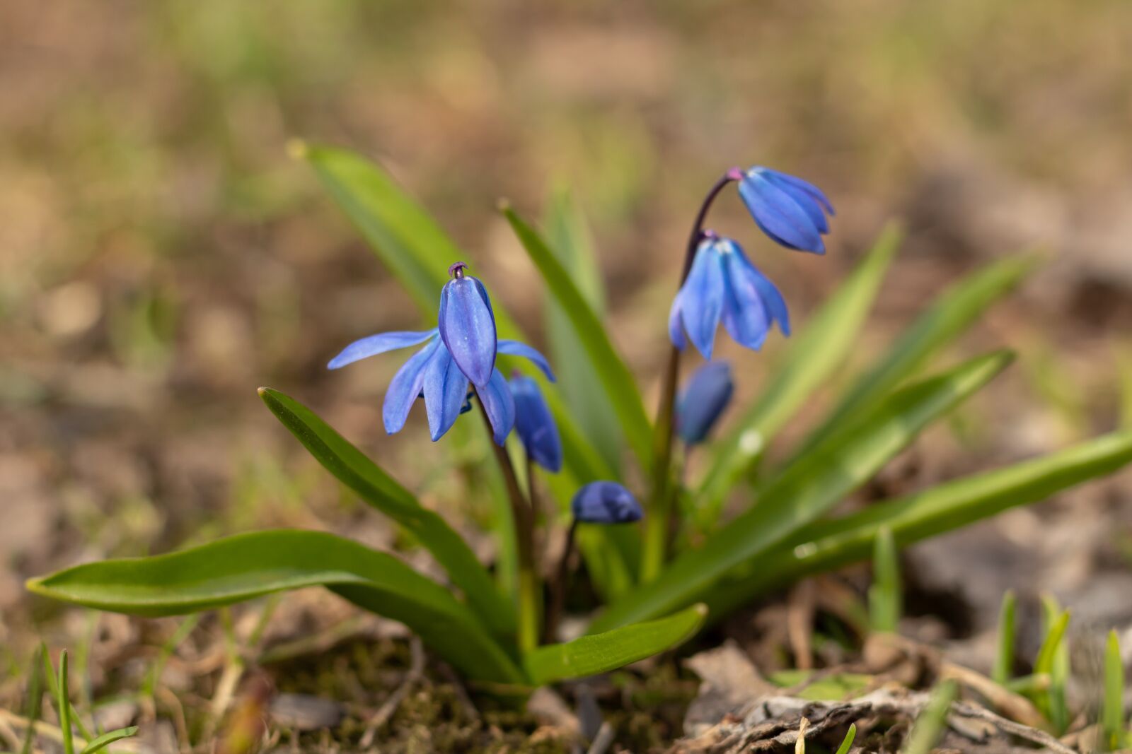 Canon EOS 1300D (EOS Rebel T6 / EOS Kiss X80) + Canon EF 50mm F1.8 STM sample photo. Scilla, flowers, spring photography